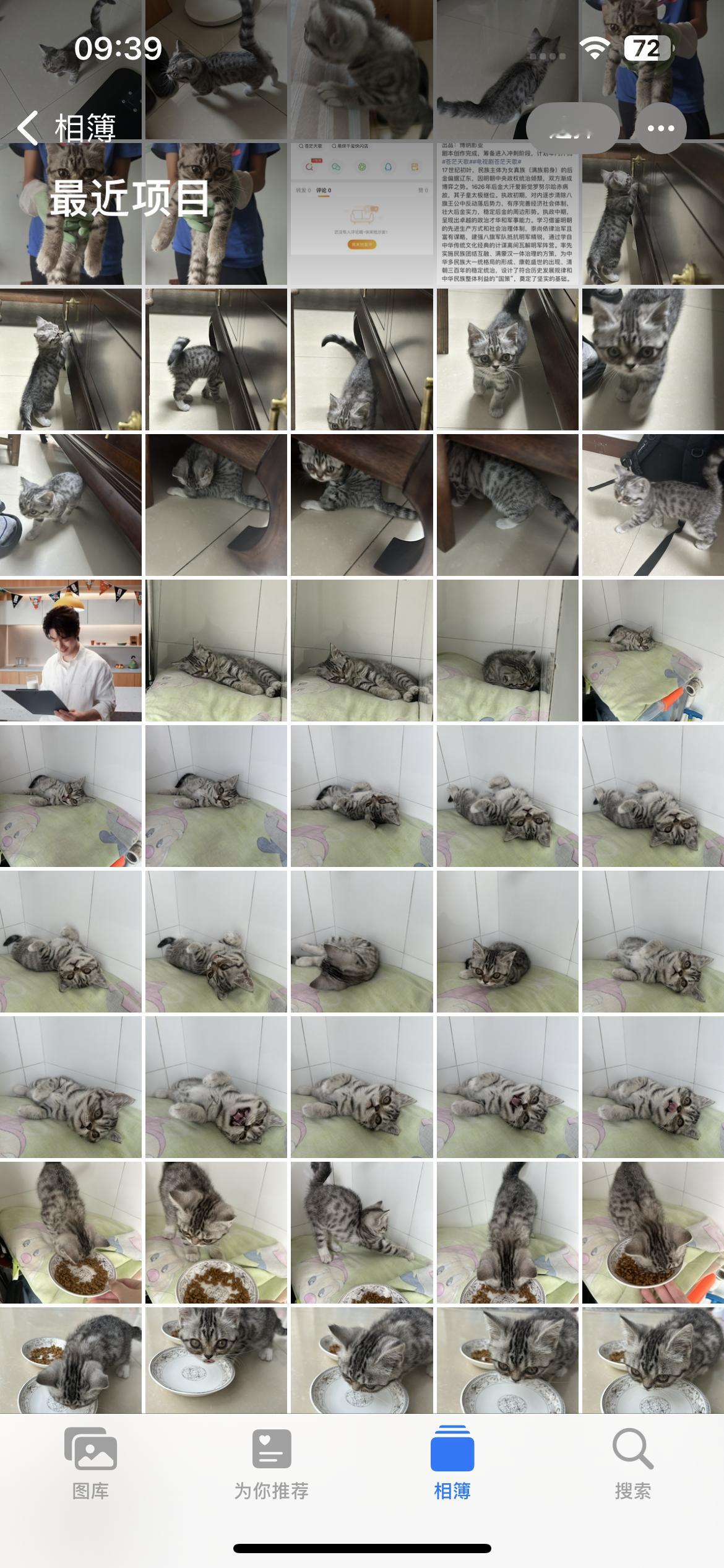 人一旦养上猫