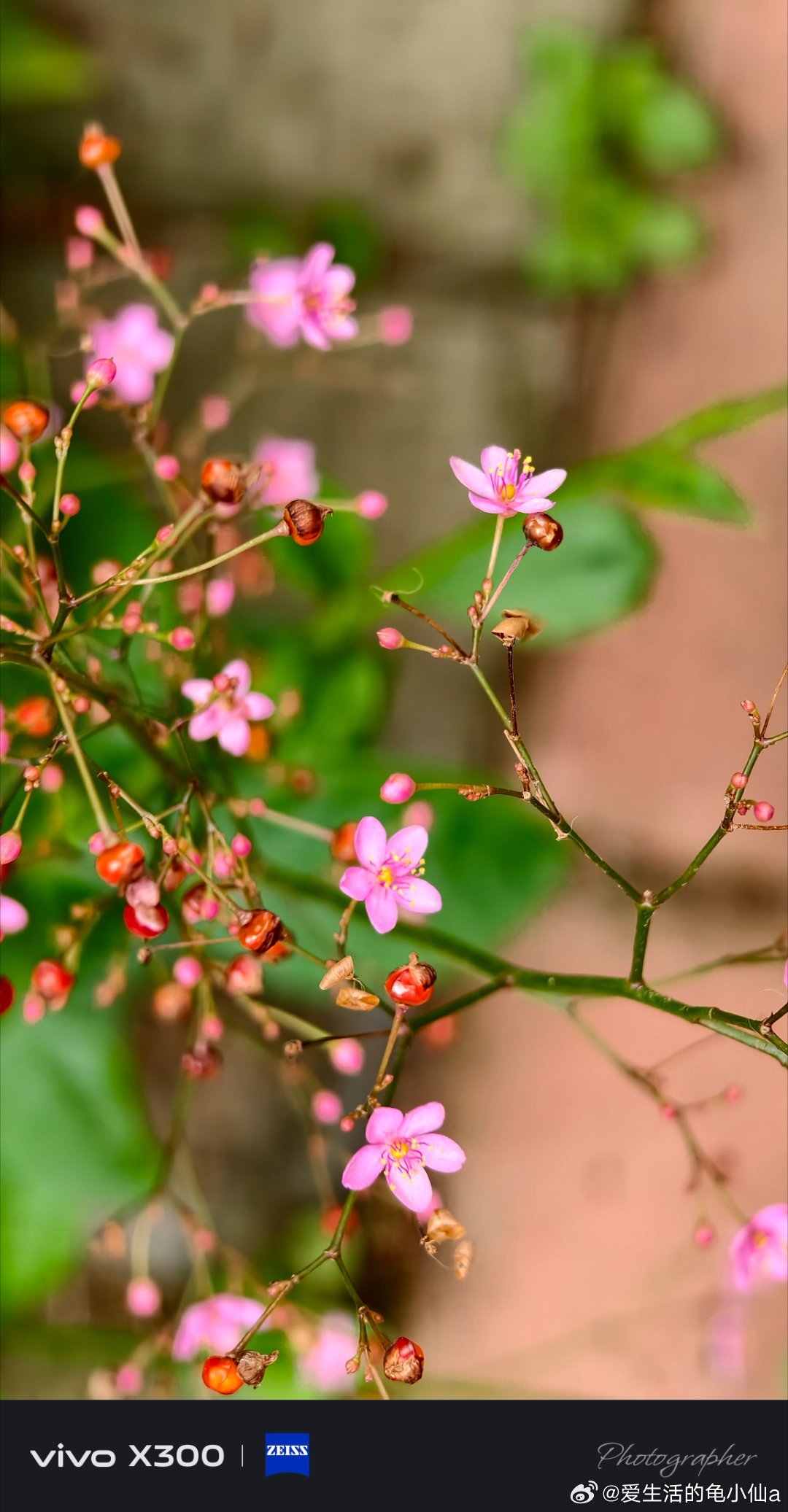 早安今天起的有点早楼下邻居的小花随手拍vivo