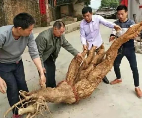 2018年，广西钦州市，一位农民在清理自家后院的杂草时，忽然挖出了一个重达数百斤
