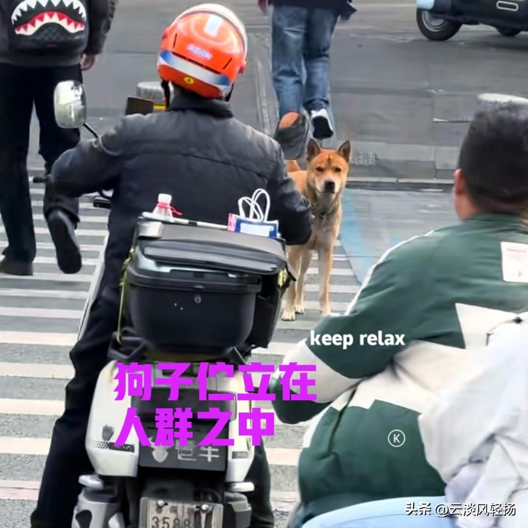 深圳中建科技园，一名小伙无意中看到一只大黄狗。大黄站在斑马线上，周围人来人往，伫