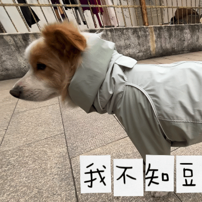 补大觉中来电话说狗粮到了要当面签收，拍完开箱我说ok没问题，快递员问我，小狗呢？