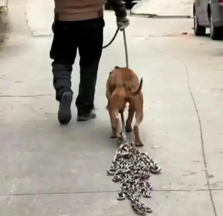 狗狗犯了啥错啊，主人为啥要这么对它呢 ​​​