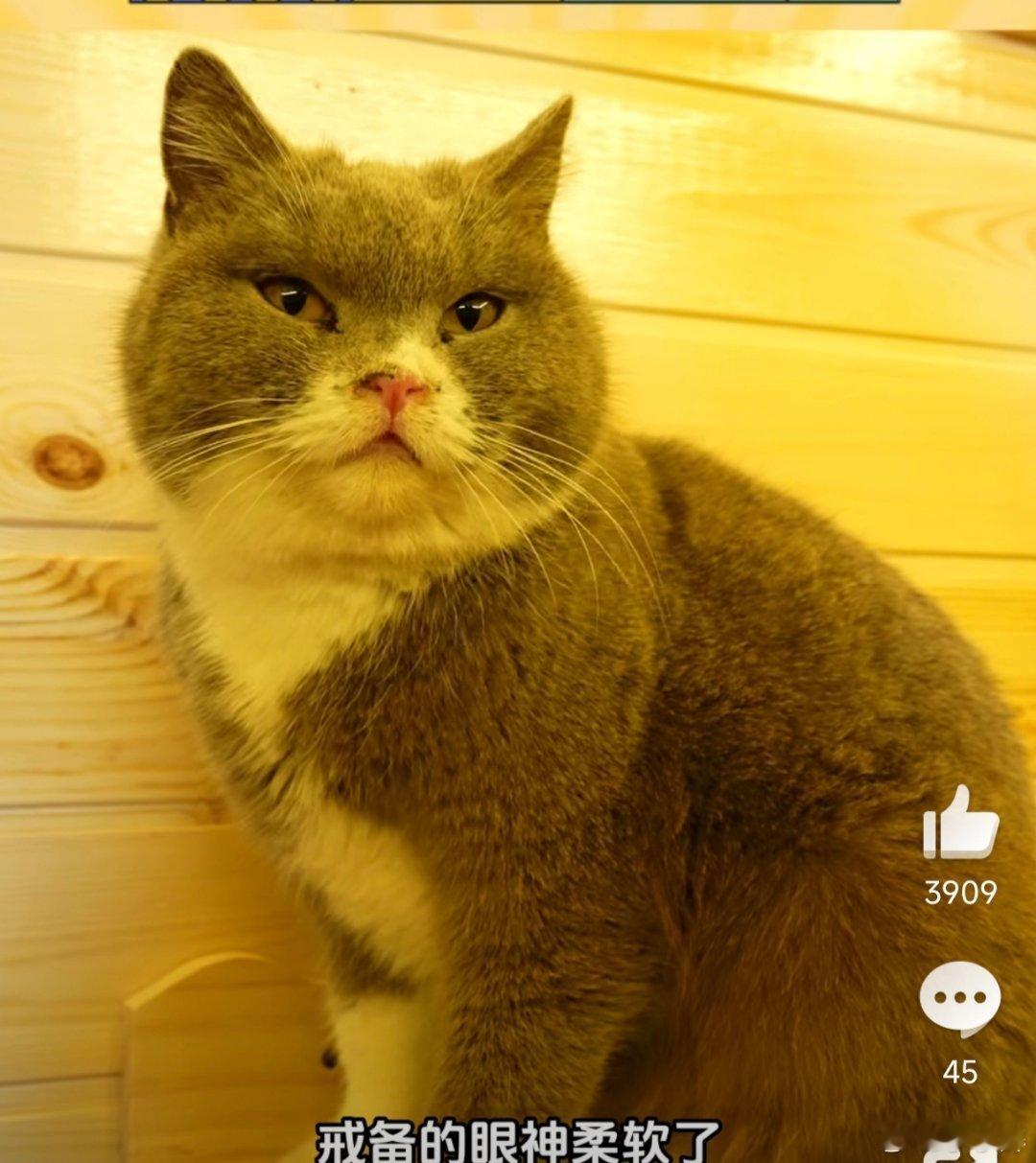 这跟自己亲生的有什么区别哇塞，居然帮60多只流浪猫建了一个家，太有爱了，太有善意