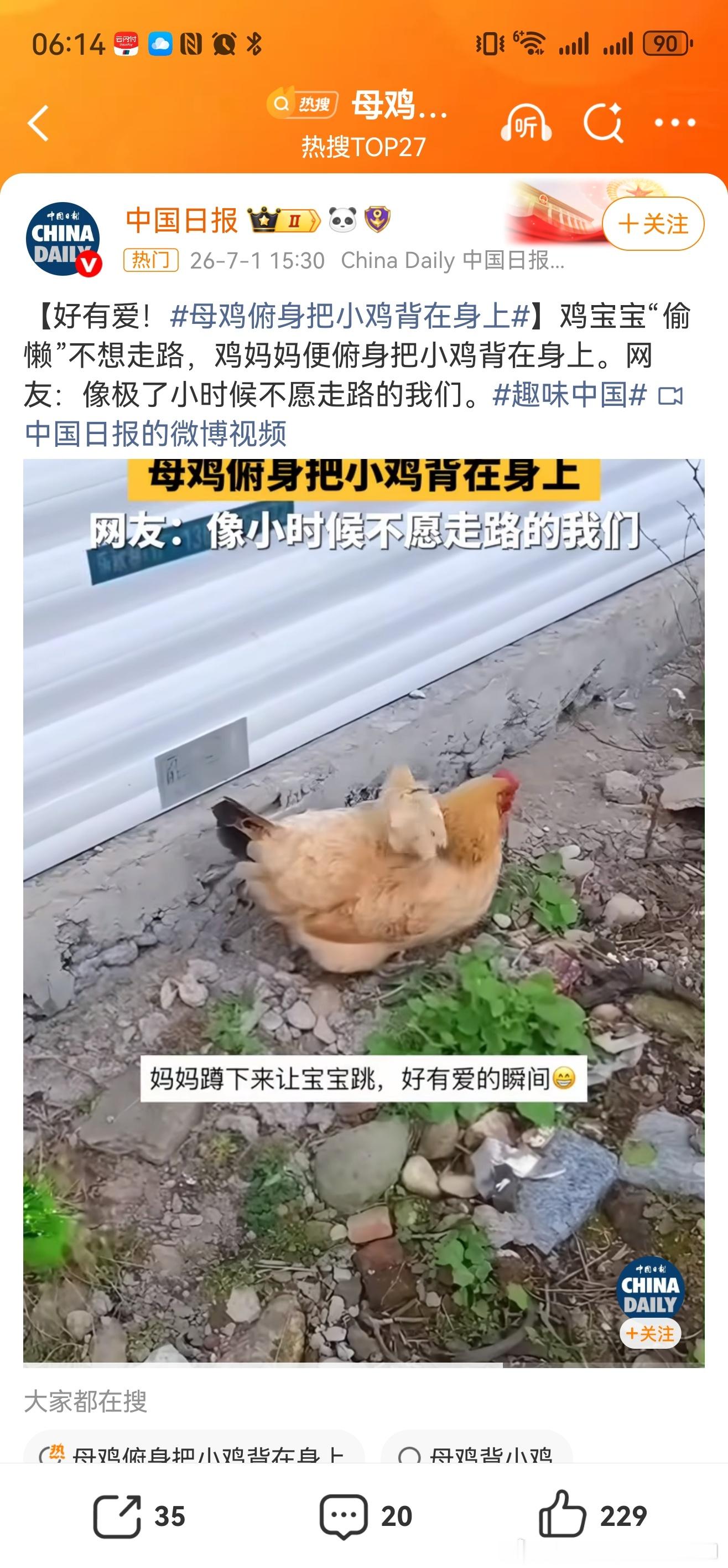 把孩子托举到能独立生存母鸡俯身把小鸡背在身上 人生就是为了一代又一代，这也许就是