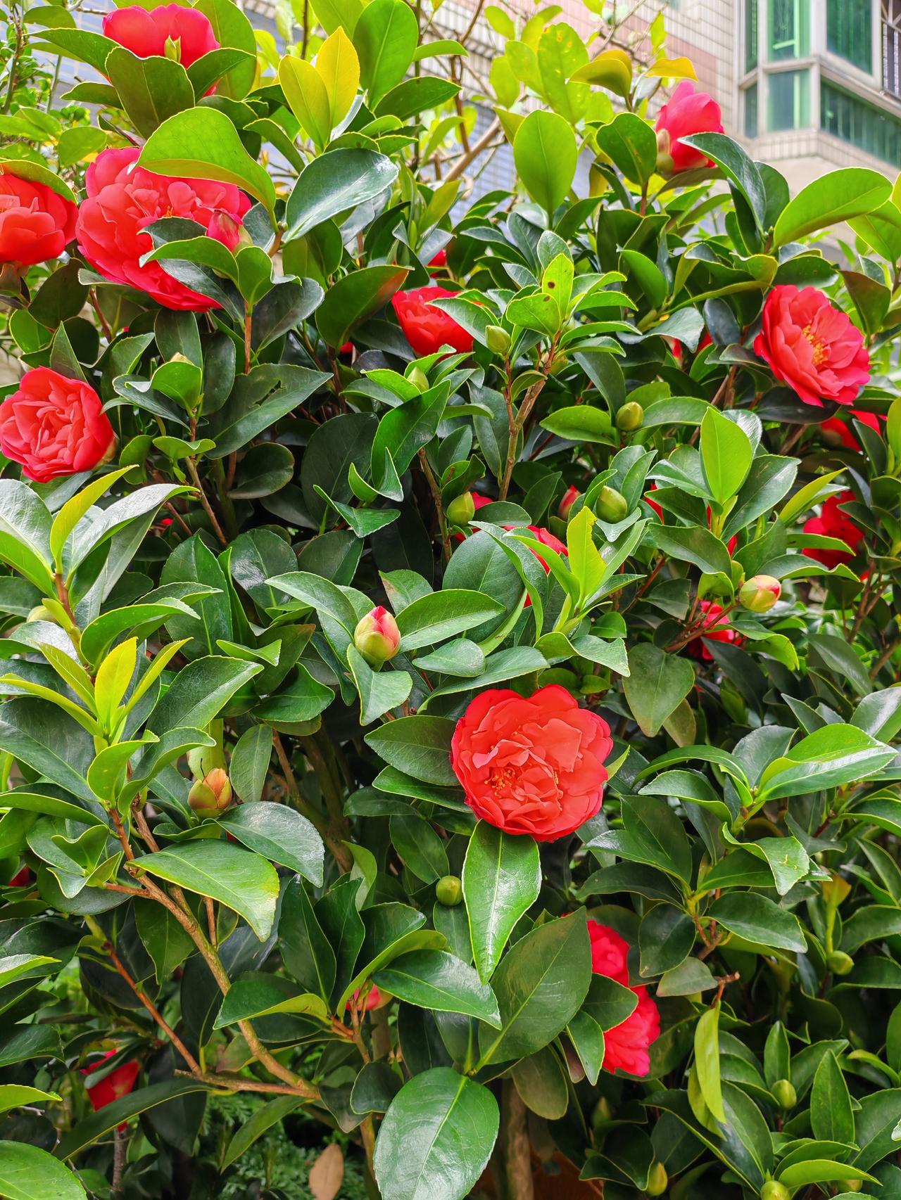 养狗人士是不是都特别善良善良和养不养狗没啥关系，不养狗的善良之人大有人在，养狗人