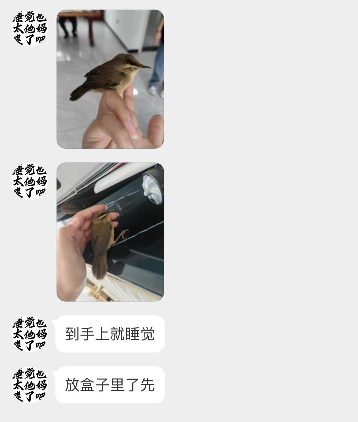#鸟粉投稿# 外面捡到一只【黑眉苇莺】蹲在手上睡觉觉🙊 好可爱啊它！估计撞到玻