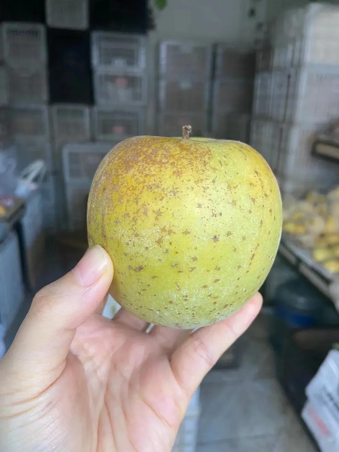 你们尝过这种苹果吗？这个苹果是一种古老的品种，现在变得越来越罕见。它的味道有些类