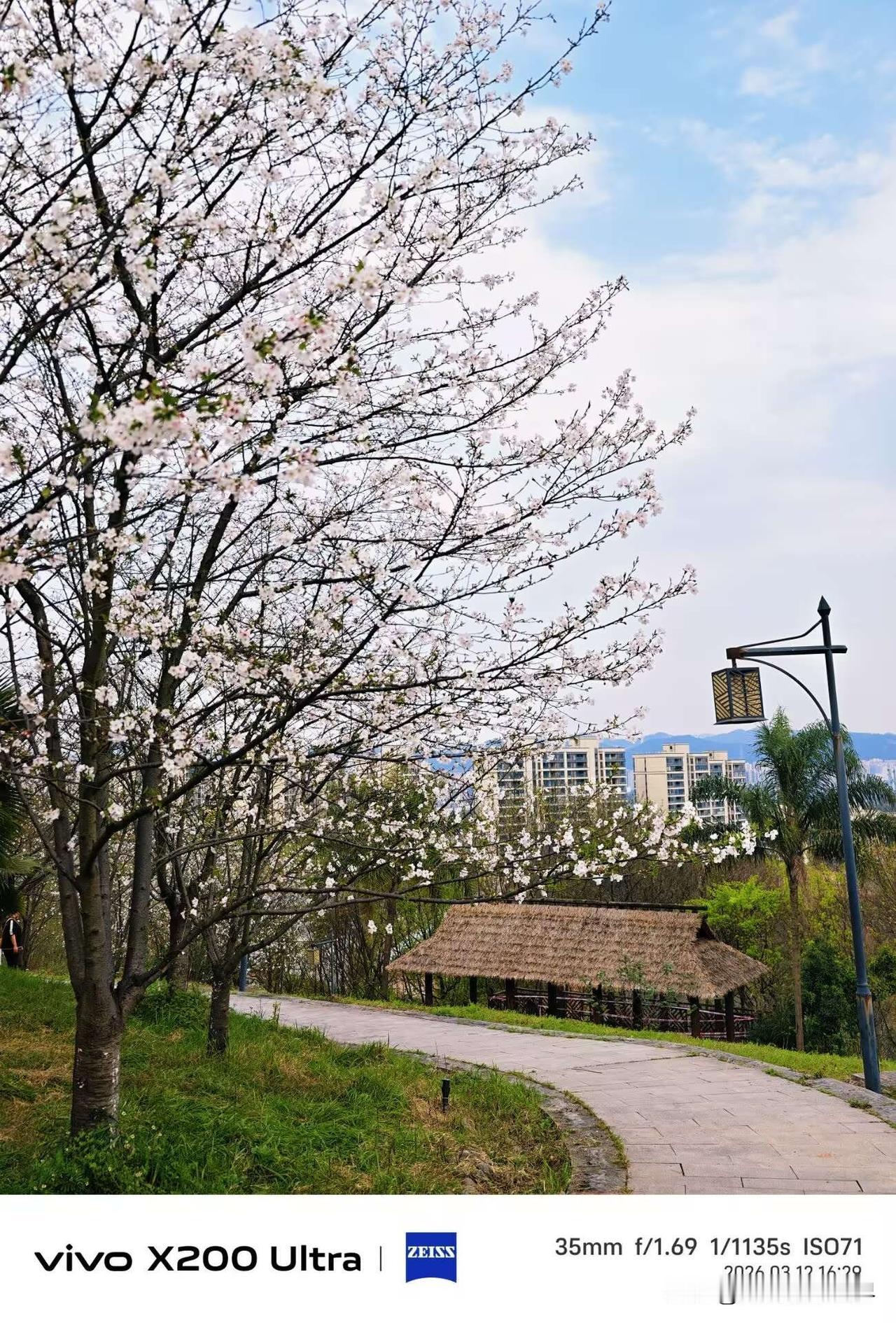 喜讯！3月12日，比重庆园博园吉野樱花晚开5-7天的白居寺公园的樱花，终于开始盛