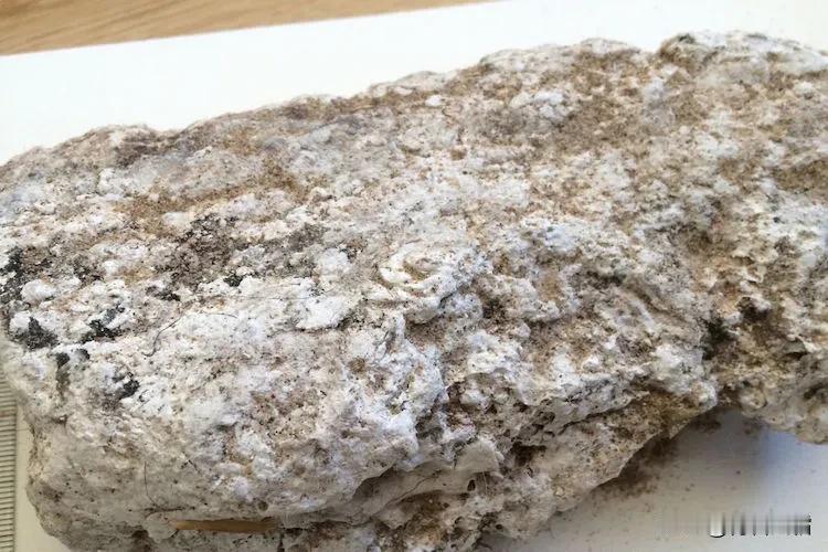 常在海边走，就能捡到宝！
在海边，如果看到这些貌似石头的东西，千万不要看不上眼，