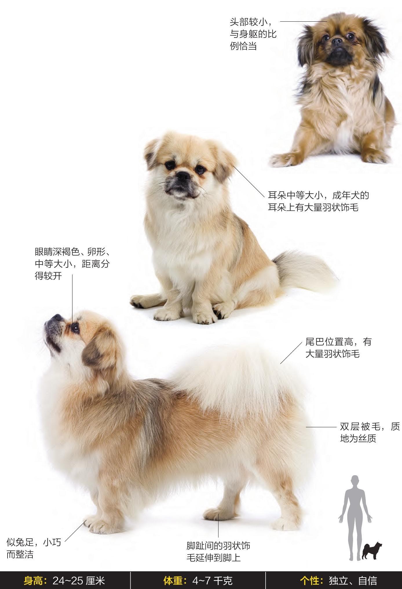 2026我的动物朋友 西藏猎犬别名：宫廷犬、祷告犬、袖犬寿命：13～14年主要用