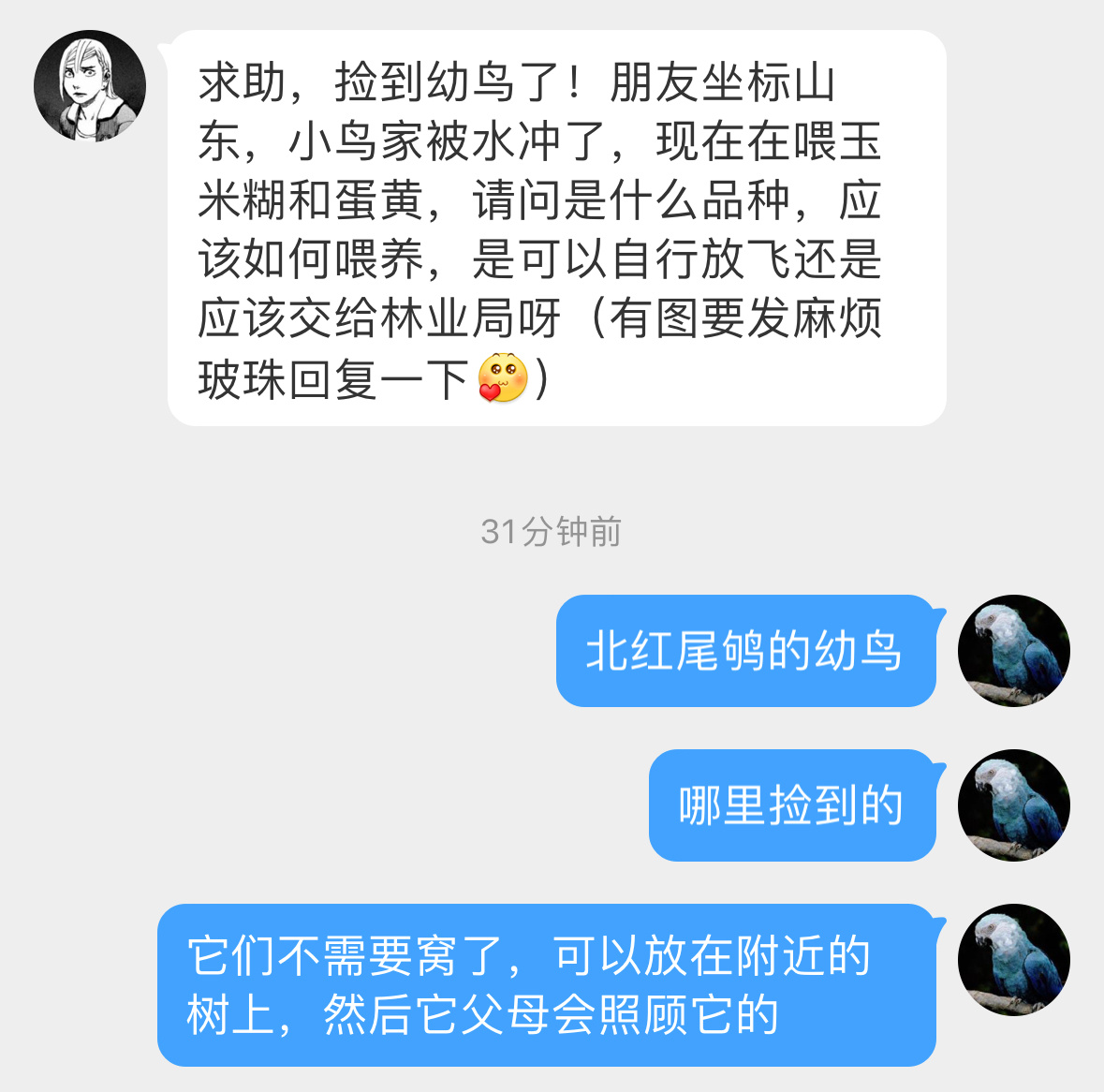 #鸟粉投稿# 三只【北红尾鸲qú】宝宝不是一定非要待在鸟窝里奥，幼鸟出壳十几天后