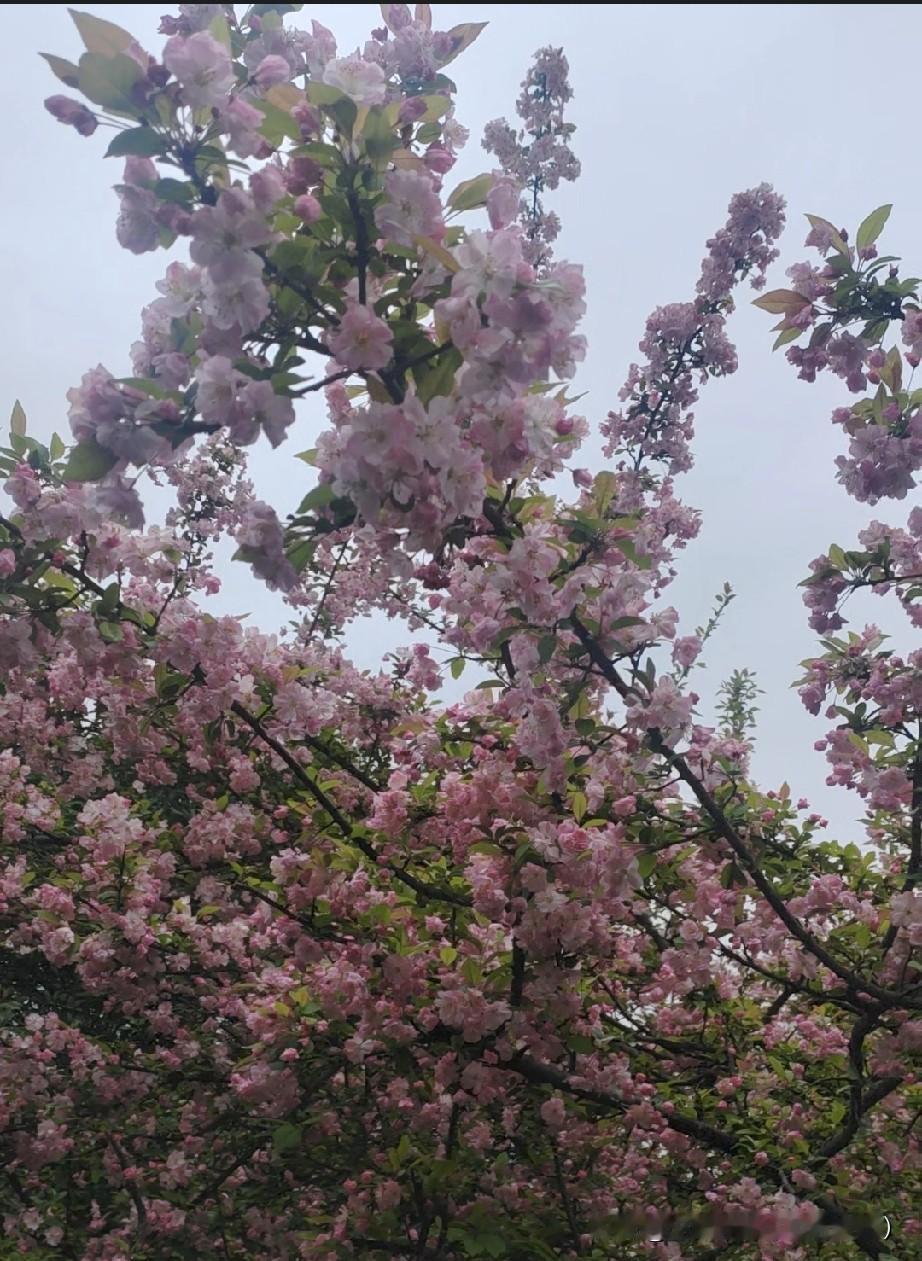  偶遇盛开的樱花，随手定格浪漫，春日美好不期而遇