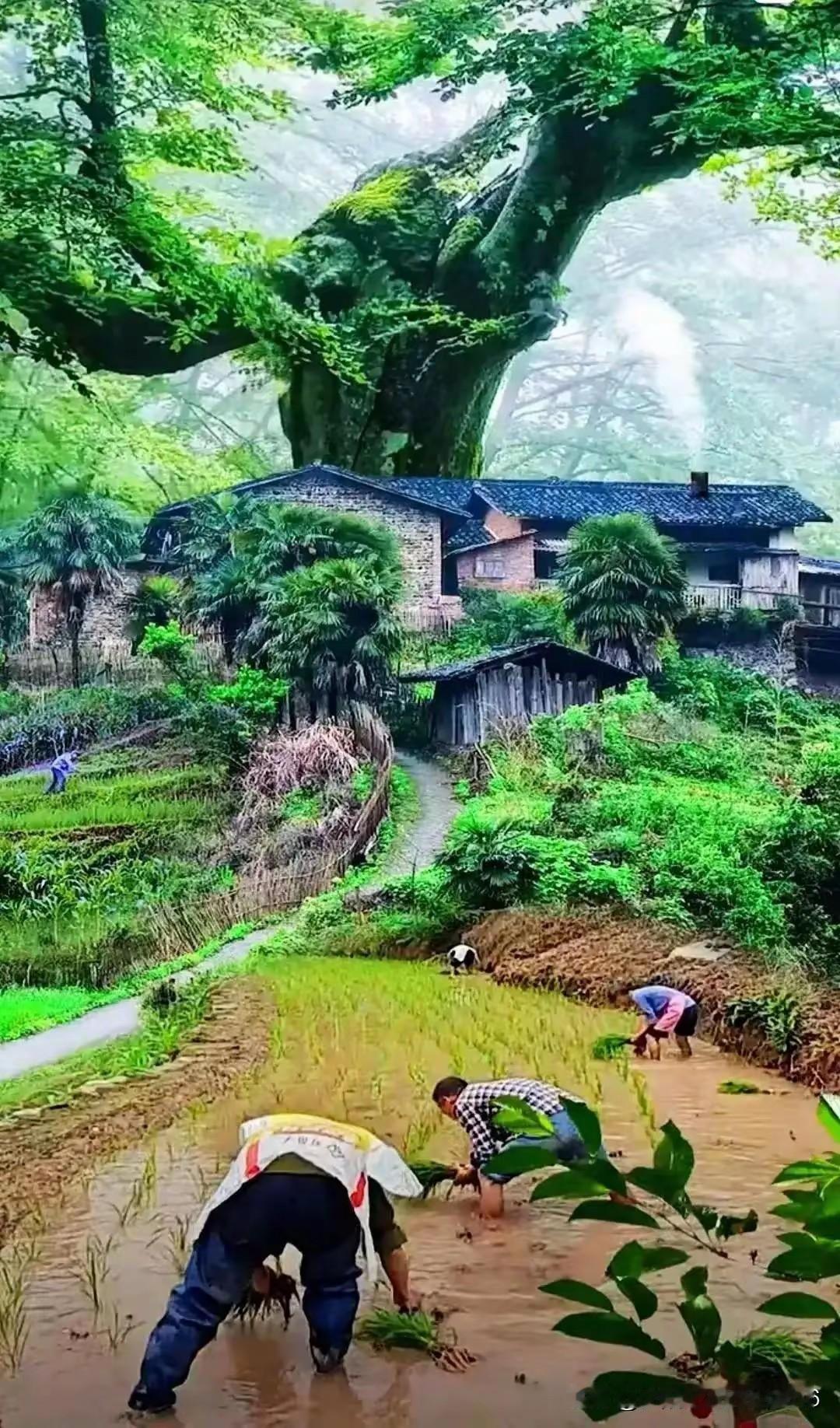 在农村务农的人就知道，双抢季节都辛苦。农忙无非就是两个季度，春播与秋收，春播也包