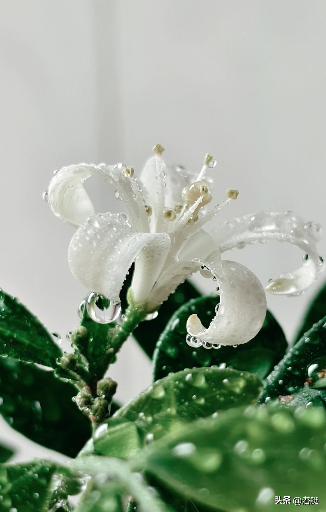 晒一晒随手一拍美丽的花朵我家的九里香一年四季都开花，花虽然小但香味浓郁，随手拍了