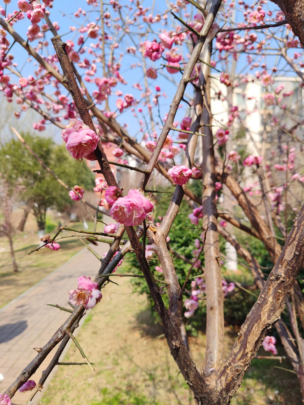 春天的脚步近了 ◔.̮◔✧
春风一吹，枝头就热闹起来了。
不必等盛大的花海，路边
