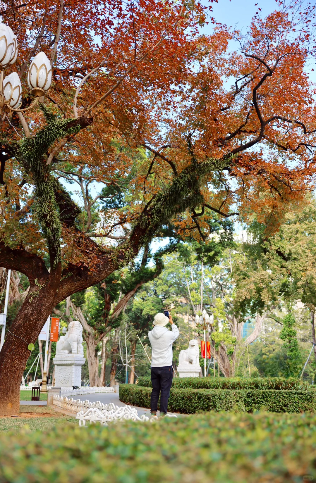 哇！原来广州市区也可以赏枫叶🍁（12.11实拍）