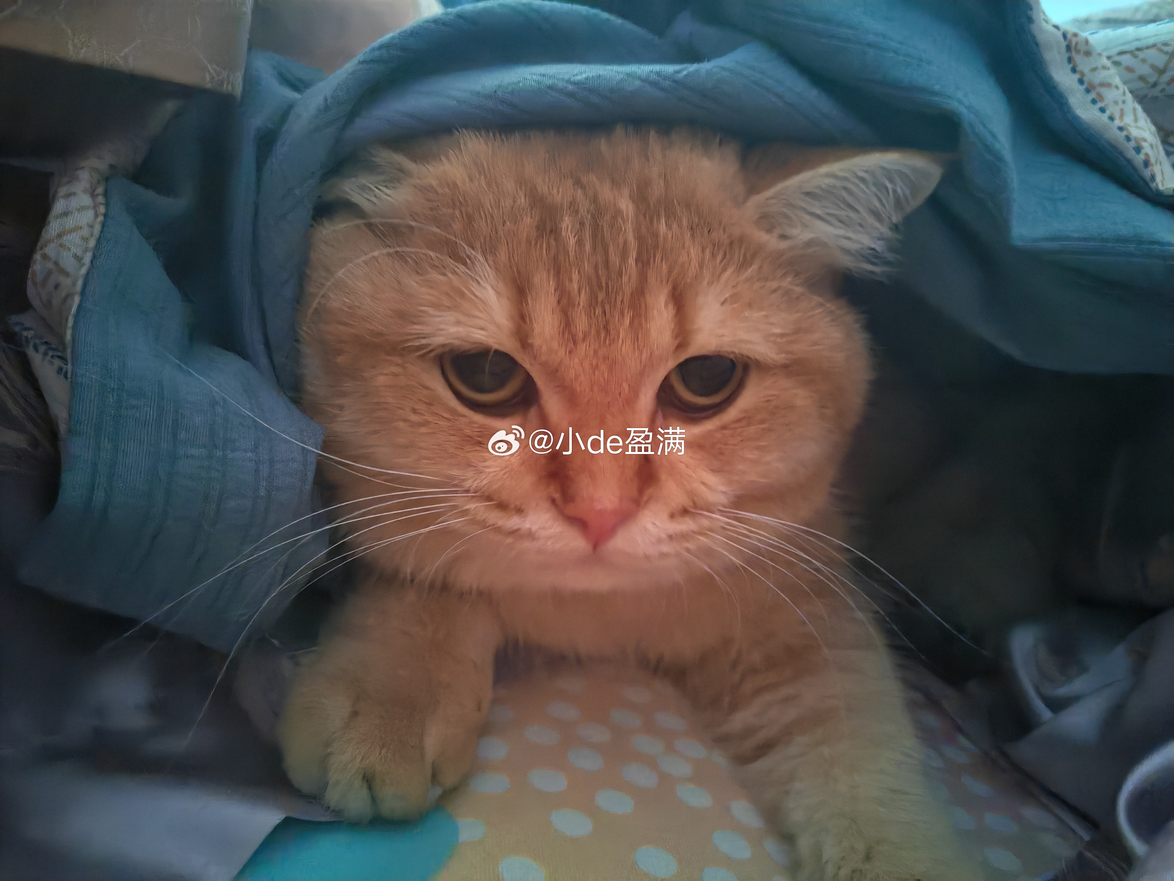 一大早叫叫叫[流汗]麻麻还没睡醒呢猫宠物喵 ​​​