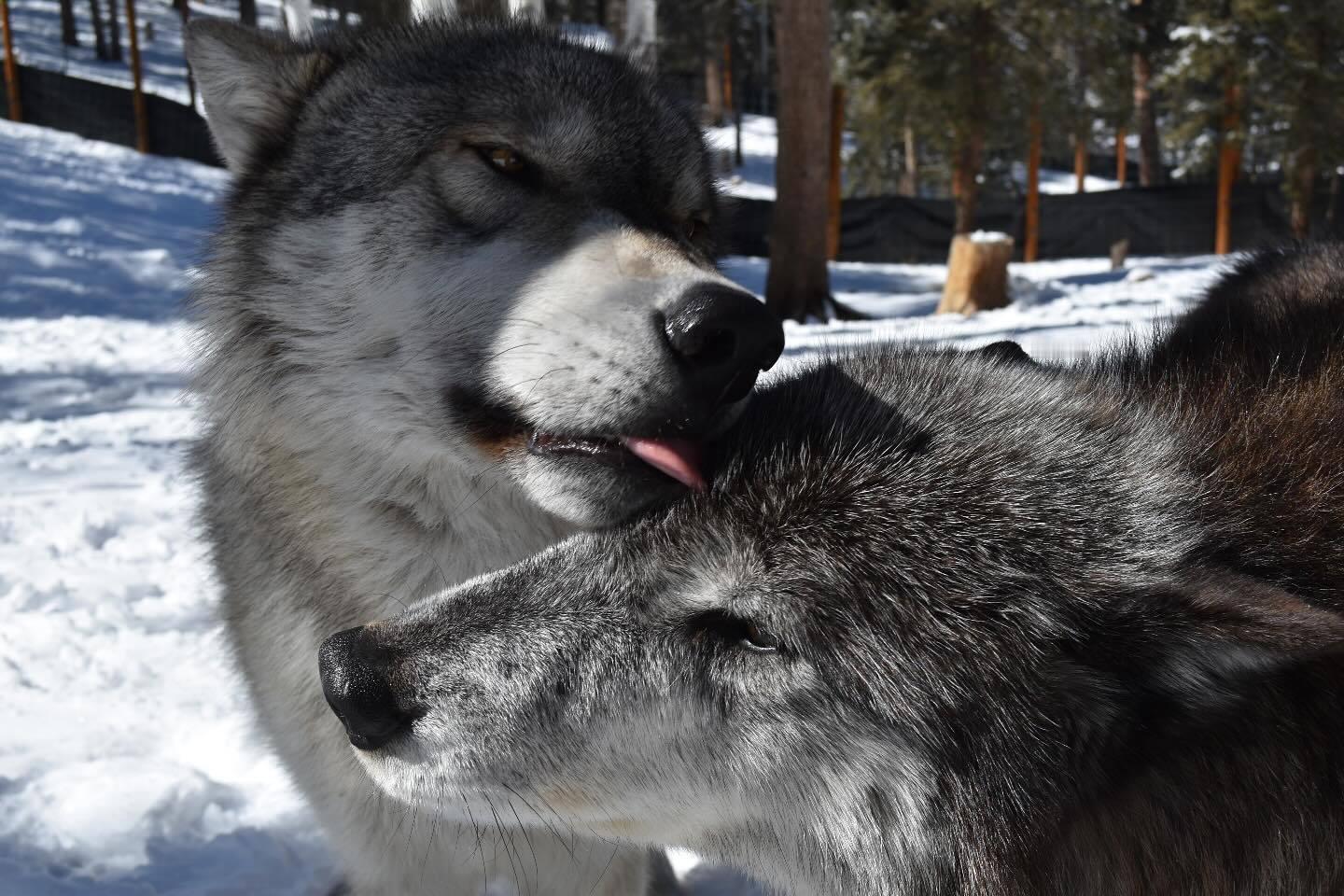 亲一口额头[亲亲]  狼  狼犬  犬科动物  ——所属：Colorado Wo