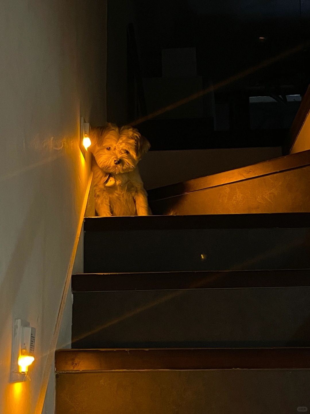 妈妈不会无处不在，黄焖小狗灯照亮黑夜