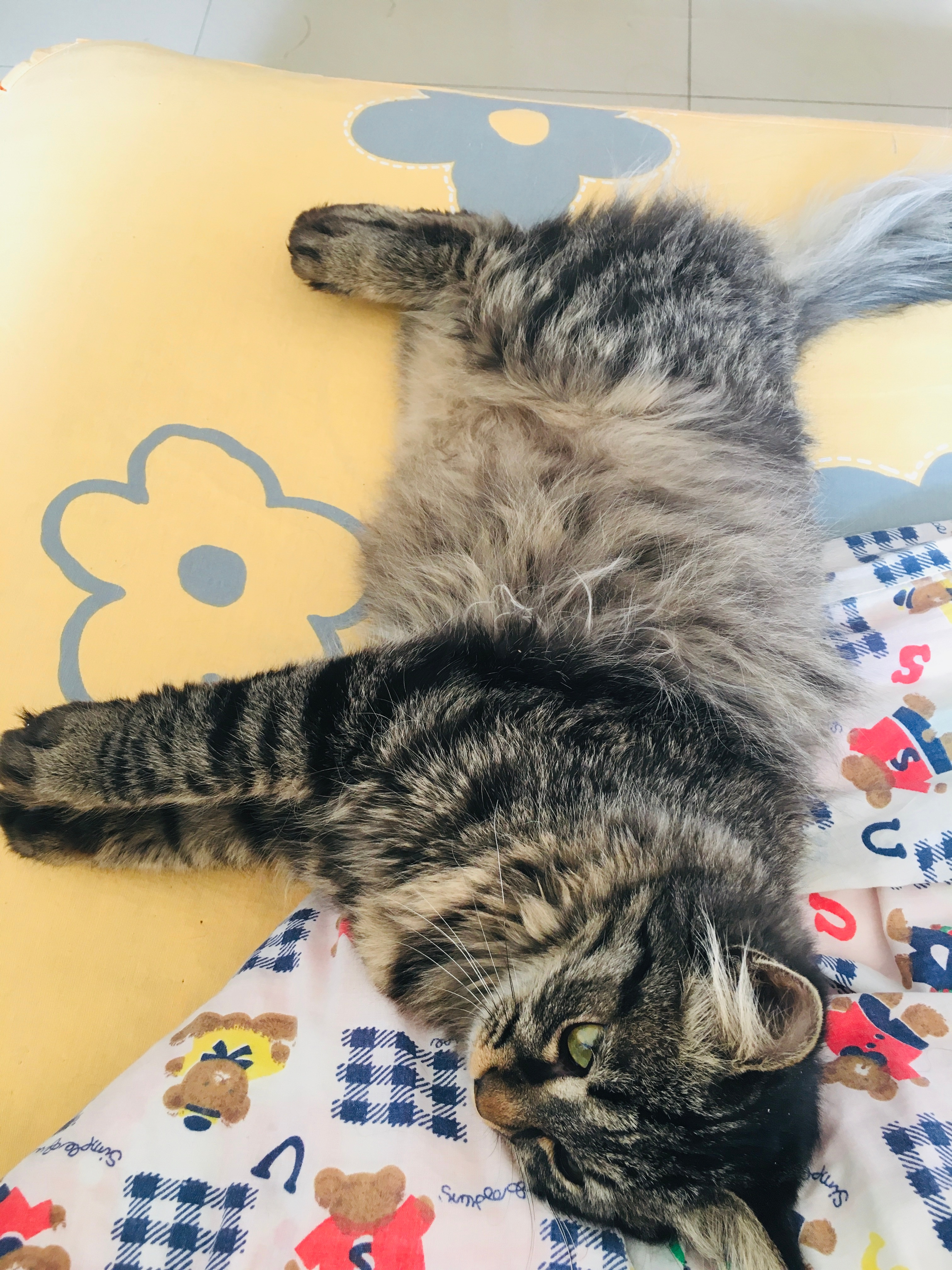 芝麻糕你是越来越肥的小猪猪[嘻嘻]猫咪 可爱萌宠 猫咪日常 