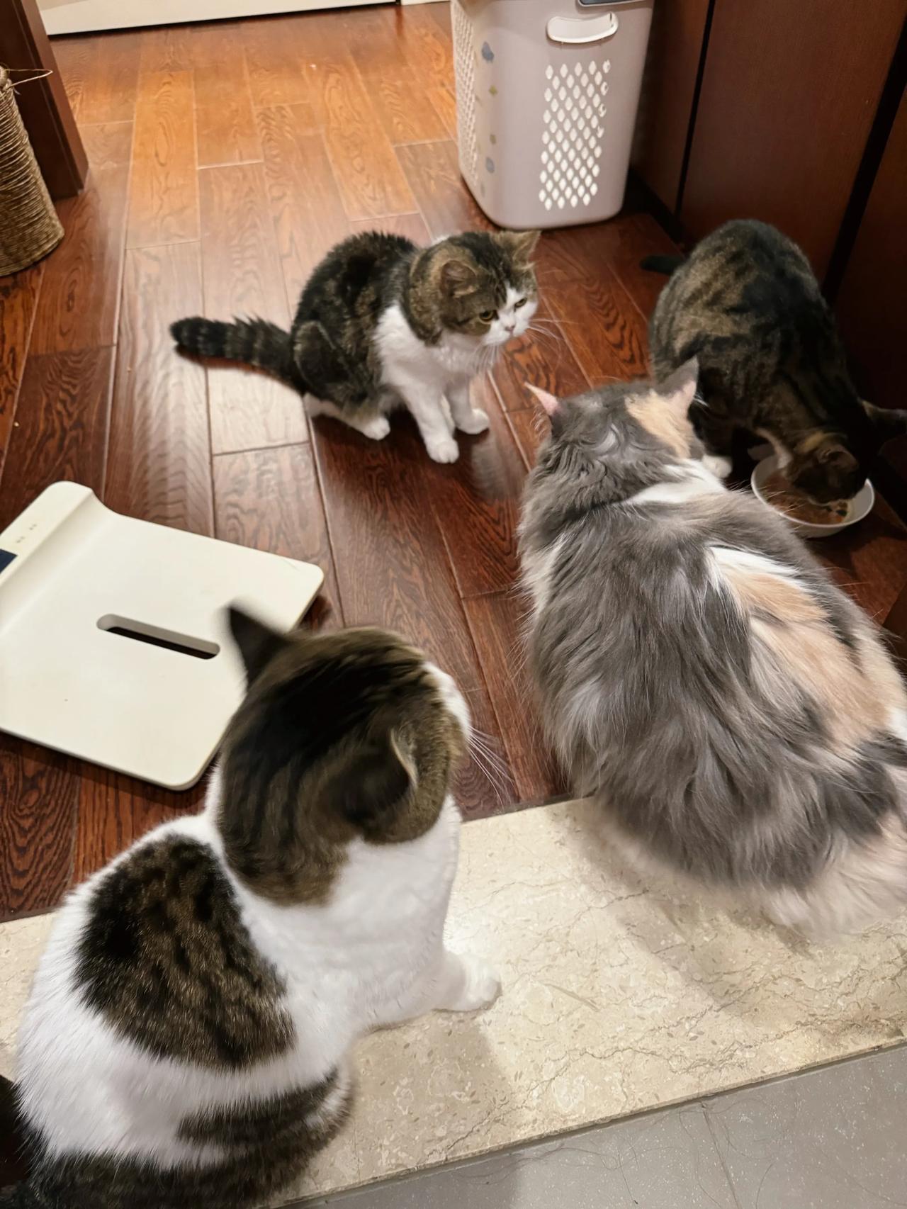 人家吃个补水套餐，被三个馋猫严密监视！
#猫咪# #萌宠#