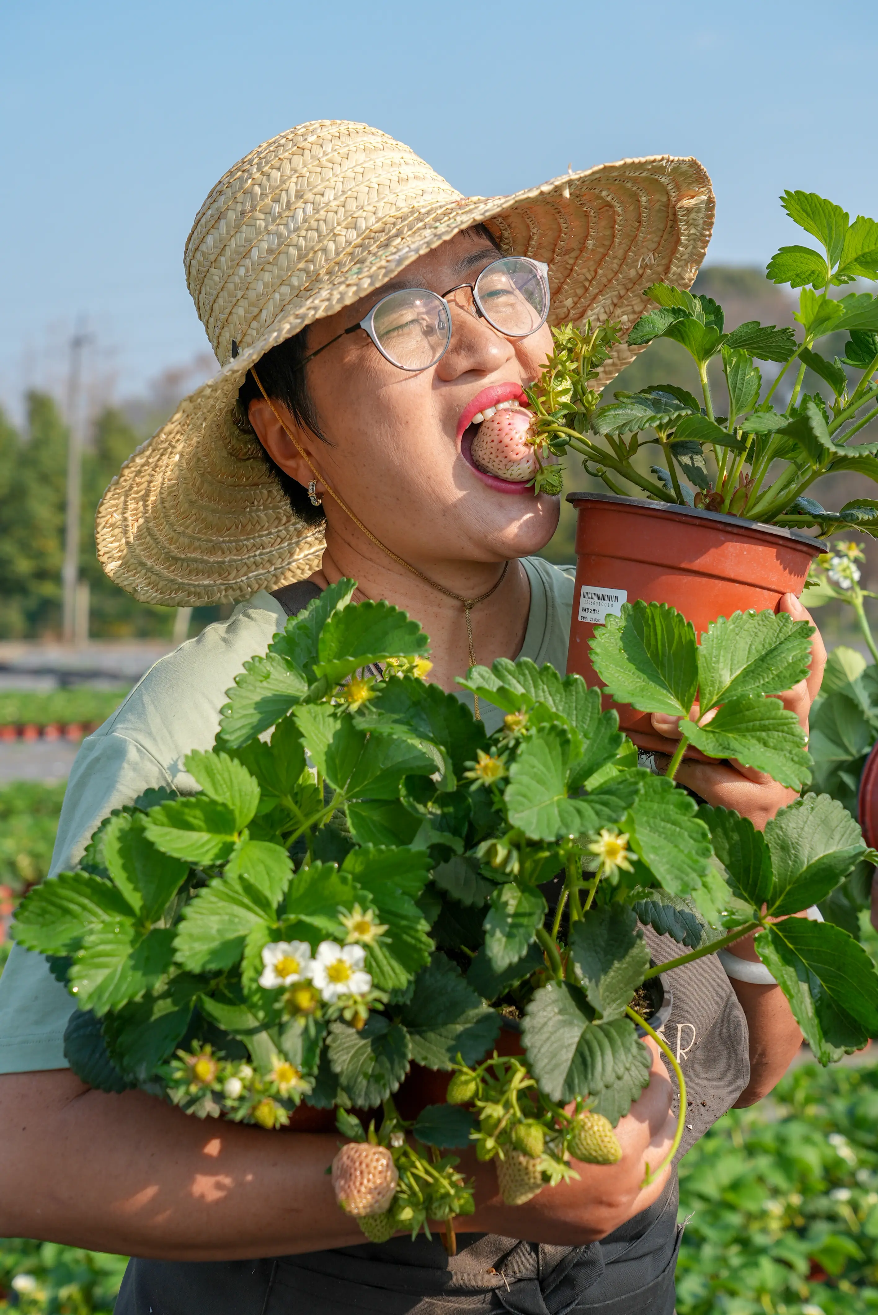 真正新鲜的草莓，不用采摘直接吃！。