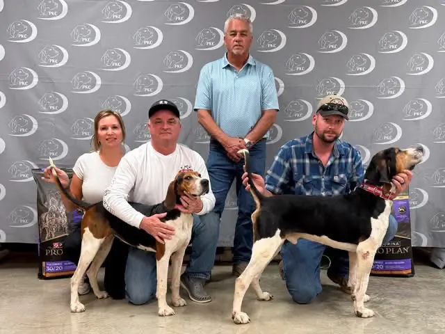 Treeing walker coonhound