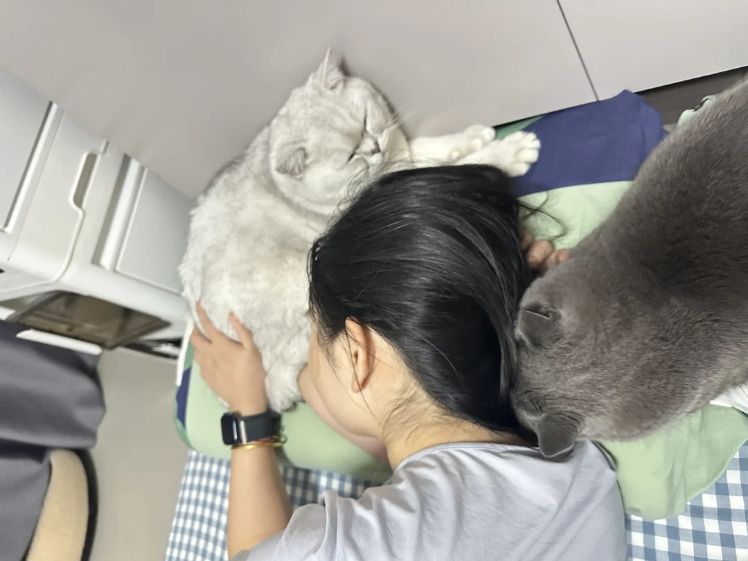 为什么猫总抢人类枕头？