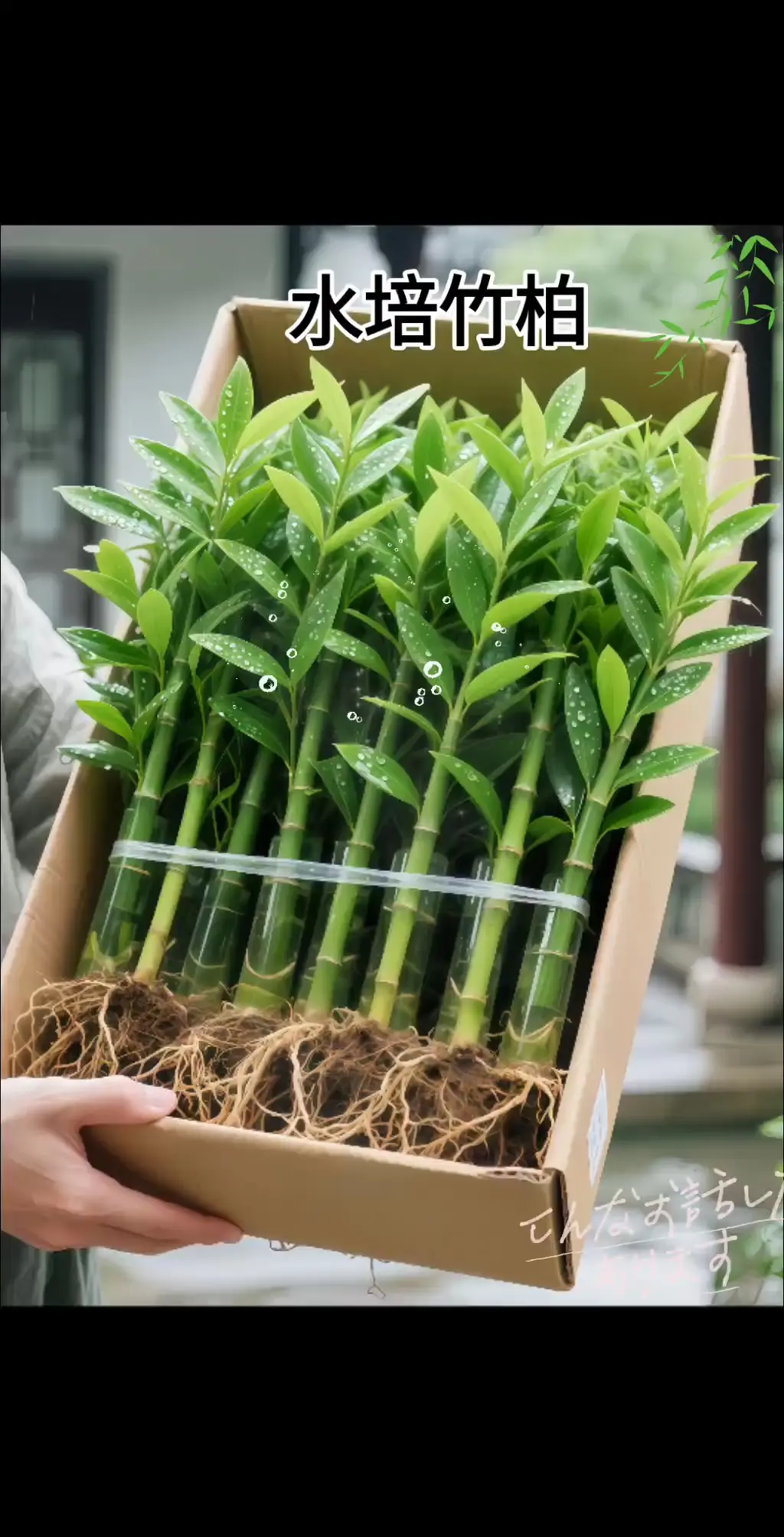 水培竹柏是兼具观赏与净化能力的绿植。其茎干挺拔如竹，叶片厚实呈长椭圆形...