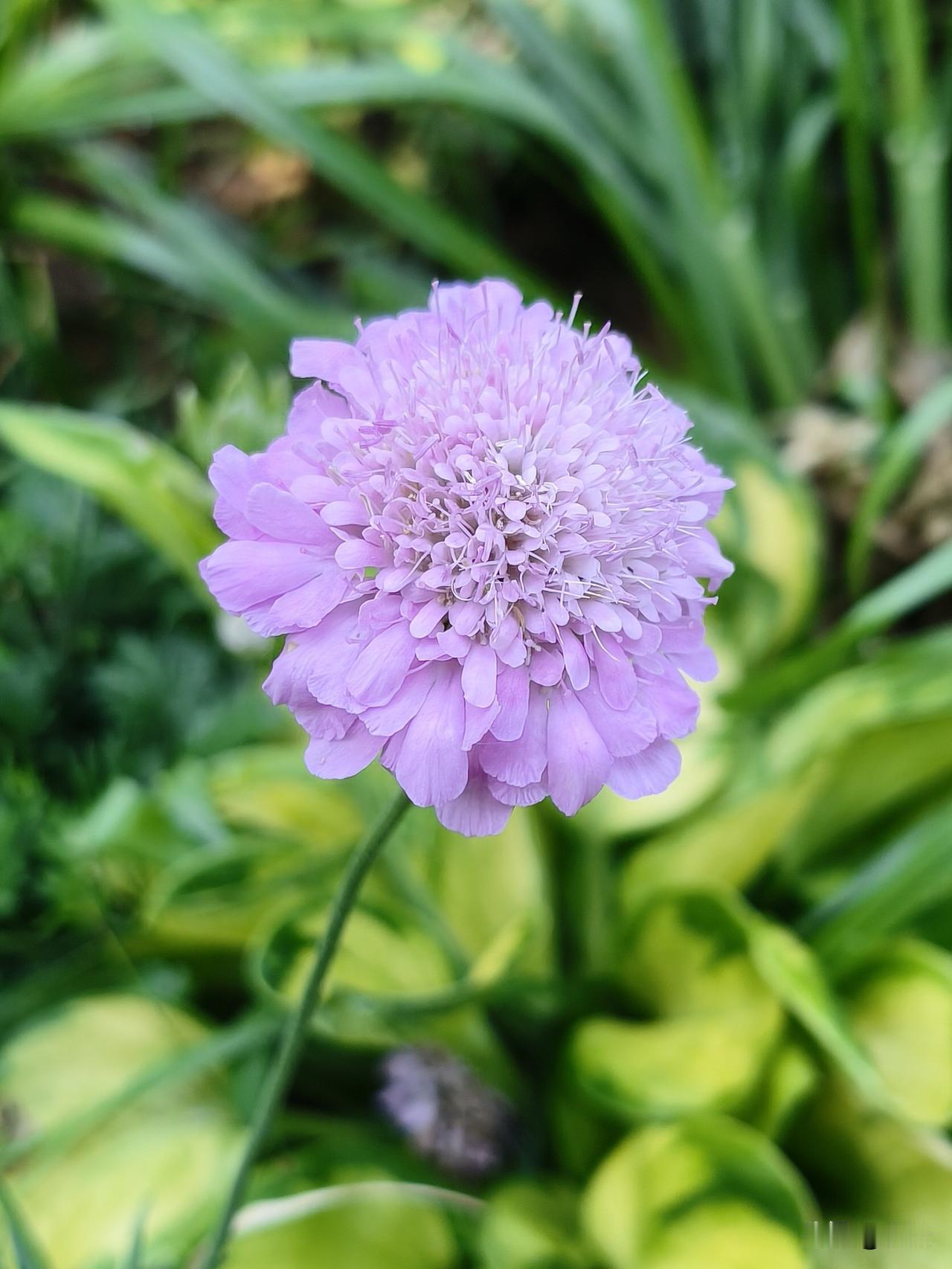 ＃蓝盆花＃
蓝盆花，亦称作松虫草、山萝卜。
蓝盆花并非只有常见的蓝紫色，还有粉色