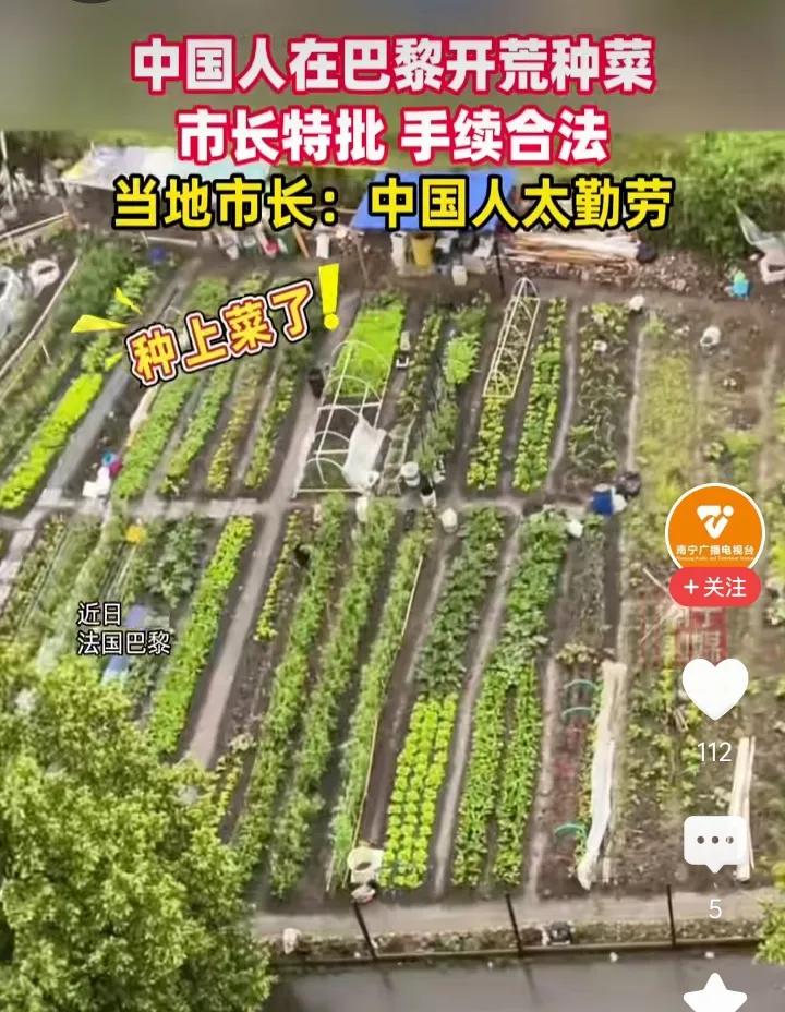 有点土啊，就想把它种上菜！一位中国大姐在法国看到一片荒地，结果开垦了起来，种上了