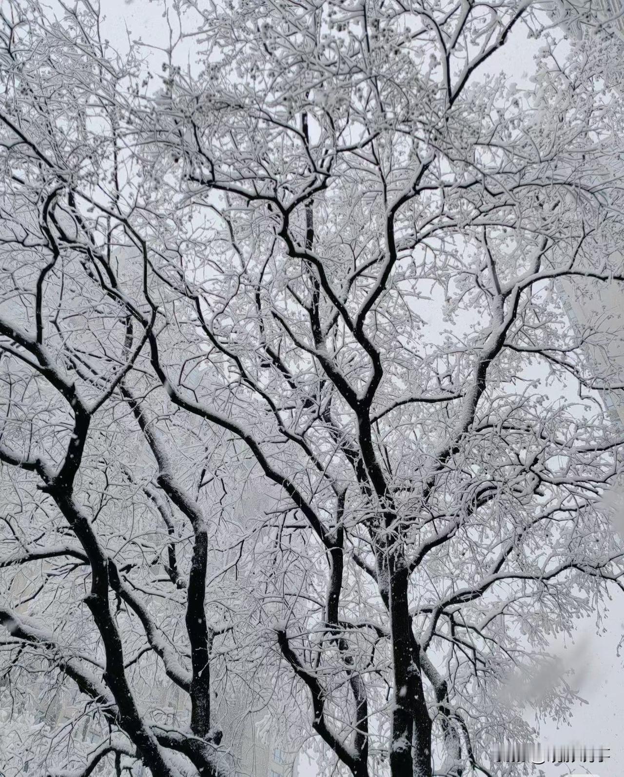 南方人对雪的期盼，就像年轻恋人期待着步入婚姻殿堂。初雪带来的那份欣喜，如同新婚燕