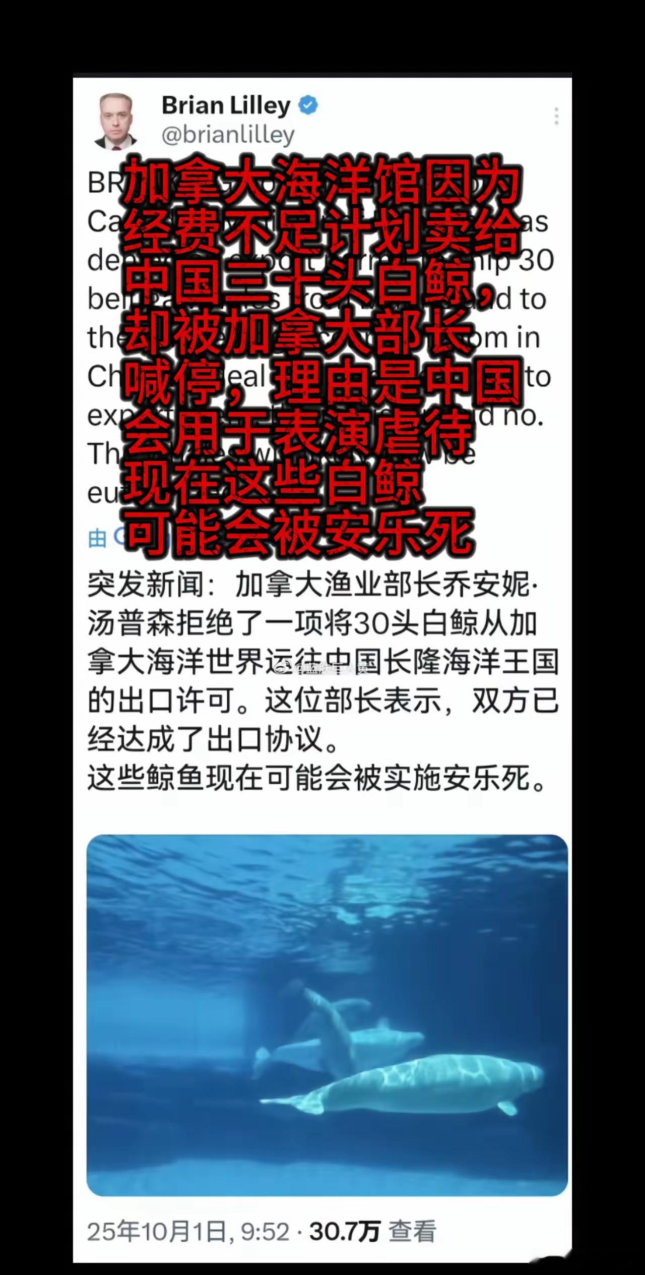 加拿大安乐死！加拿大海洋馆因为经费不足，无法提供这些白鲸有质量的生存，计划卖给中