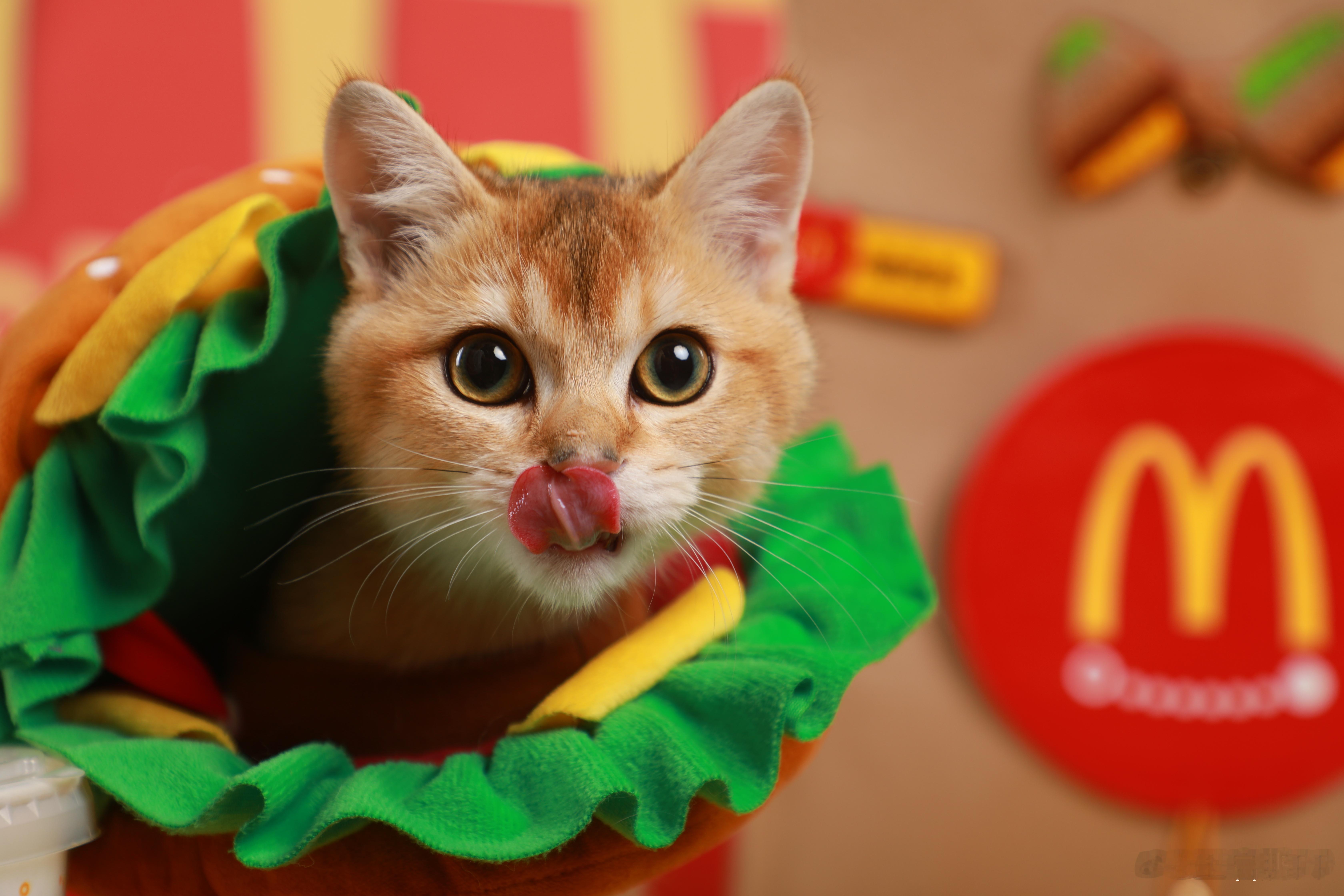 打钱！！麦当劳[超话]猫咪摄影 ​​​
