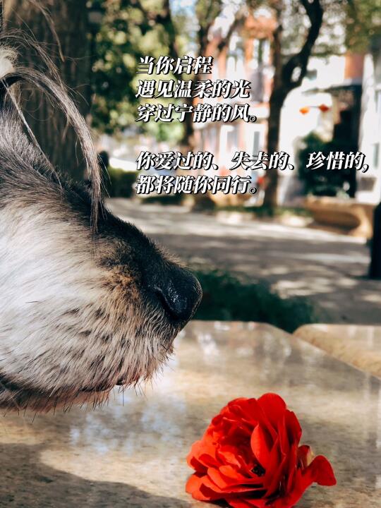 生死课 | 我对宠物善终机构的标准很高吗？