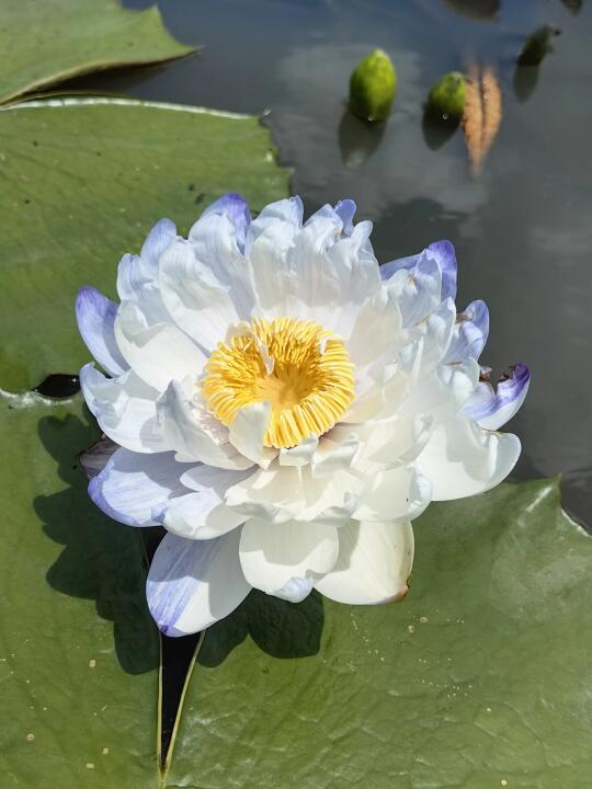 一花双色澳洲睡莲 烟花