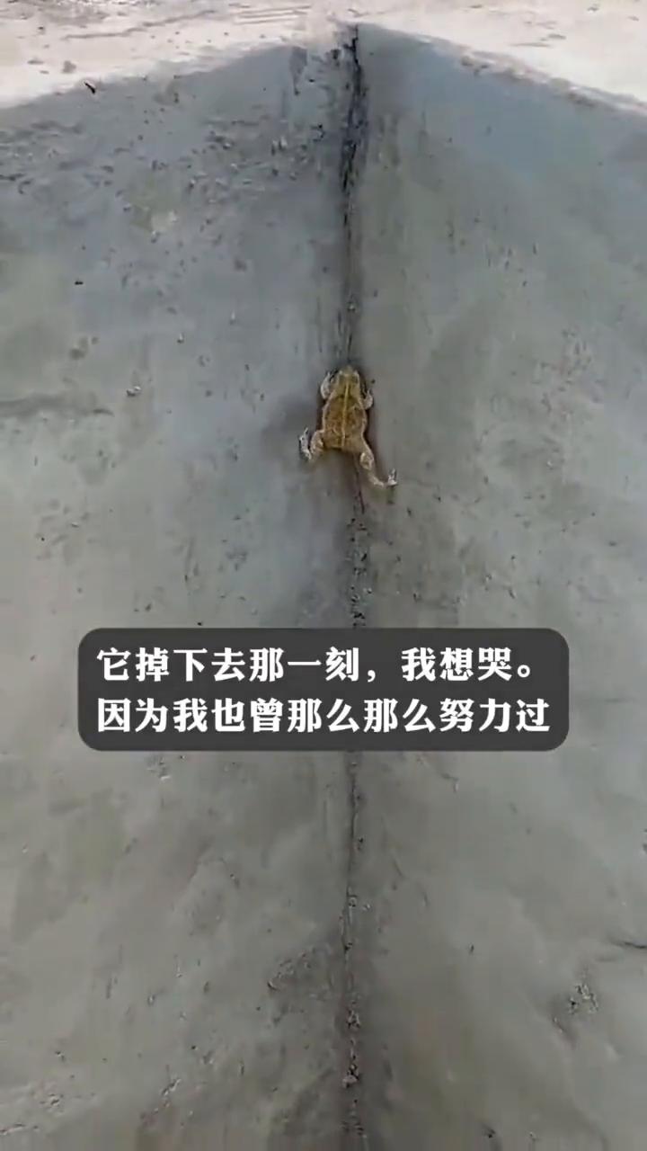 它掉下去那一刻，我想哭。因为我也曾那么努力过。