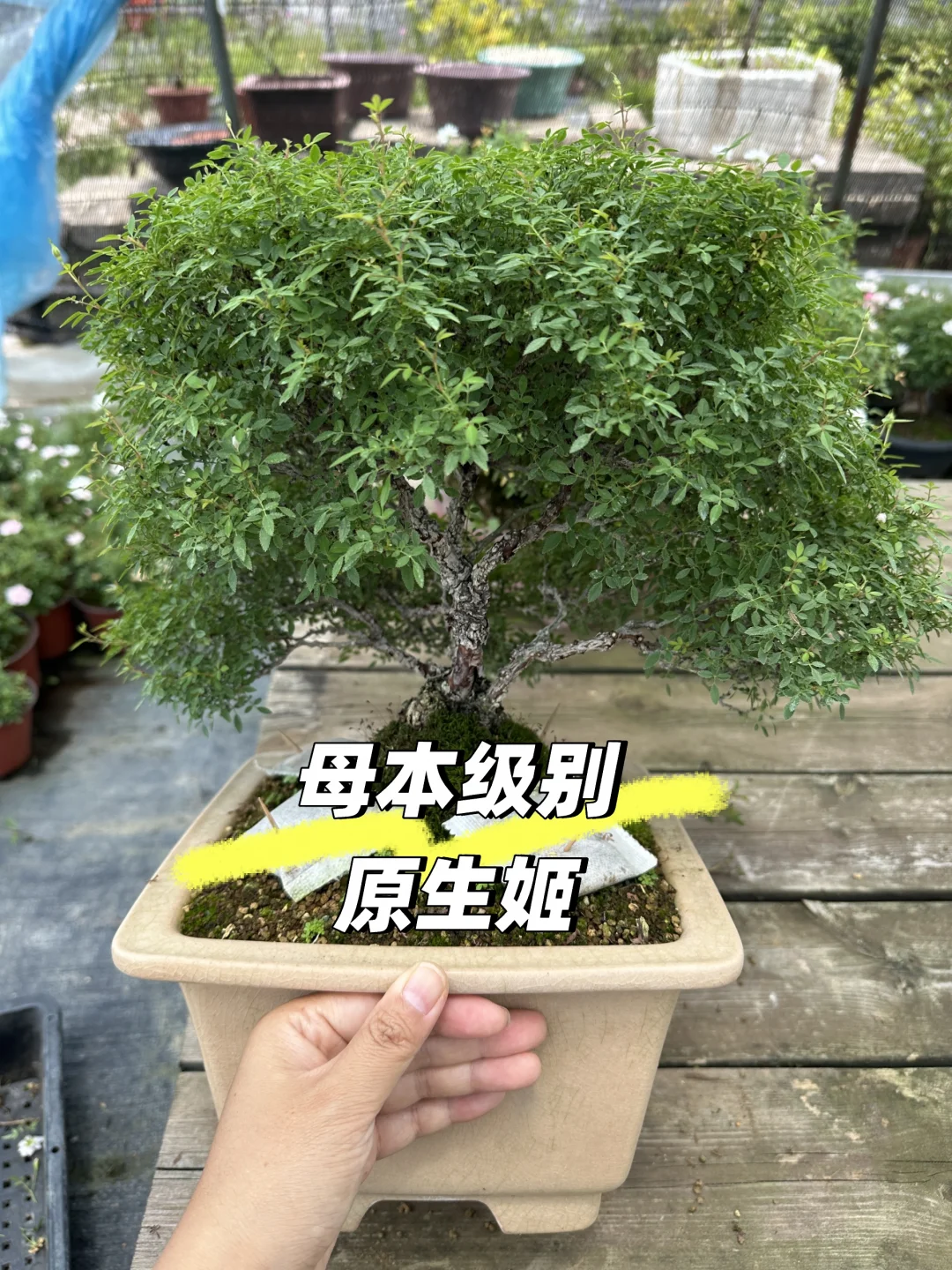 母本级别原生姬乙女
