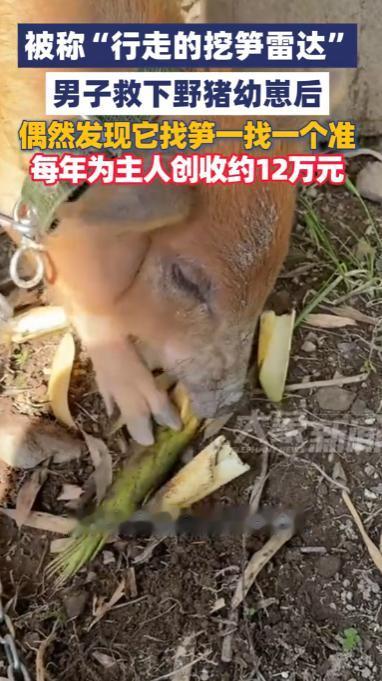 浙江温州，一男子两年前在溪边偶然救下一只从悬崖跌落的野猪幼崽。万万没想到，这只被