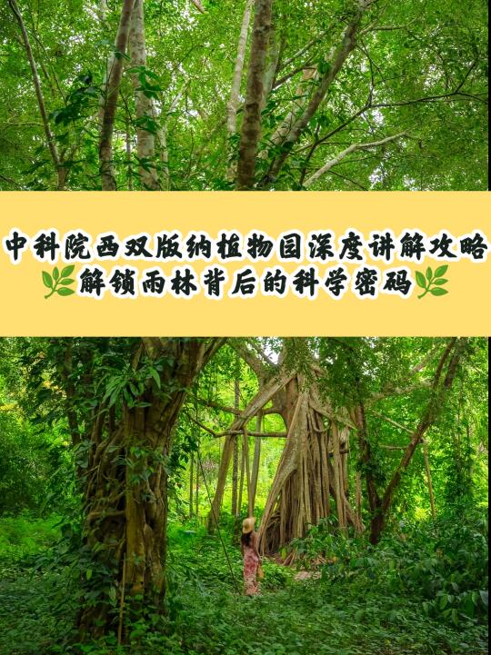 科学院西双版纳植物园深度讲解攻略