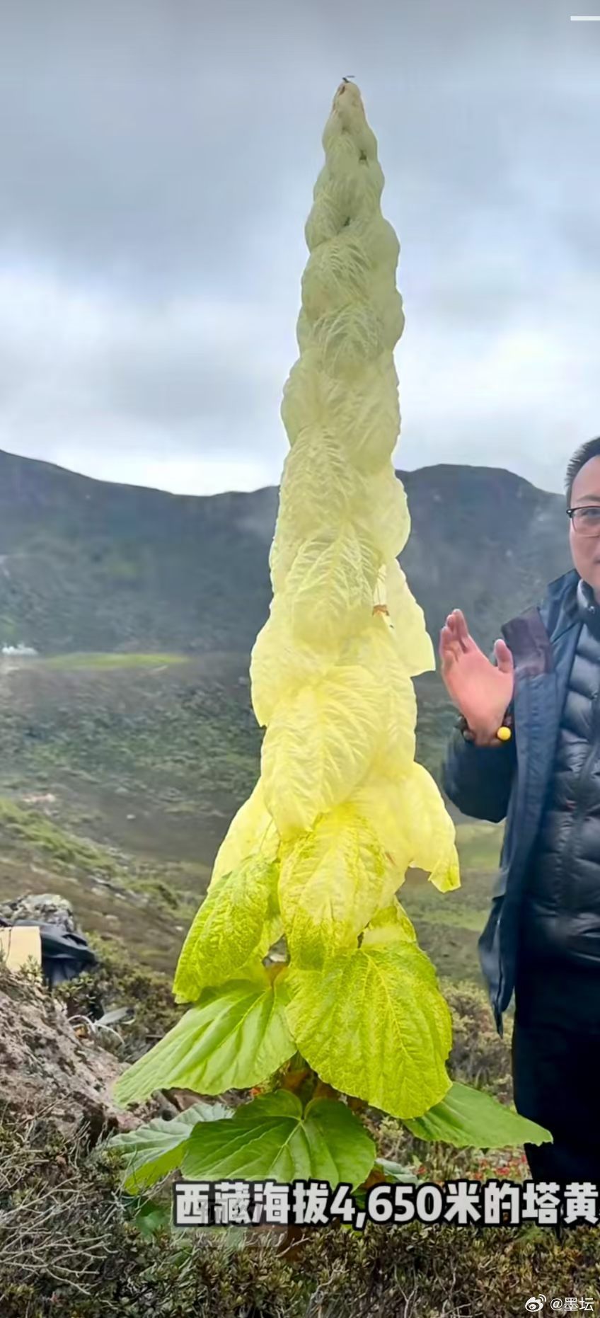 高山黄花 