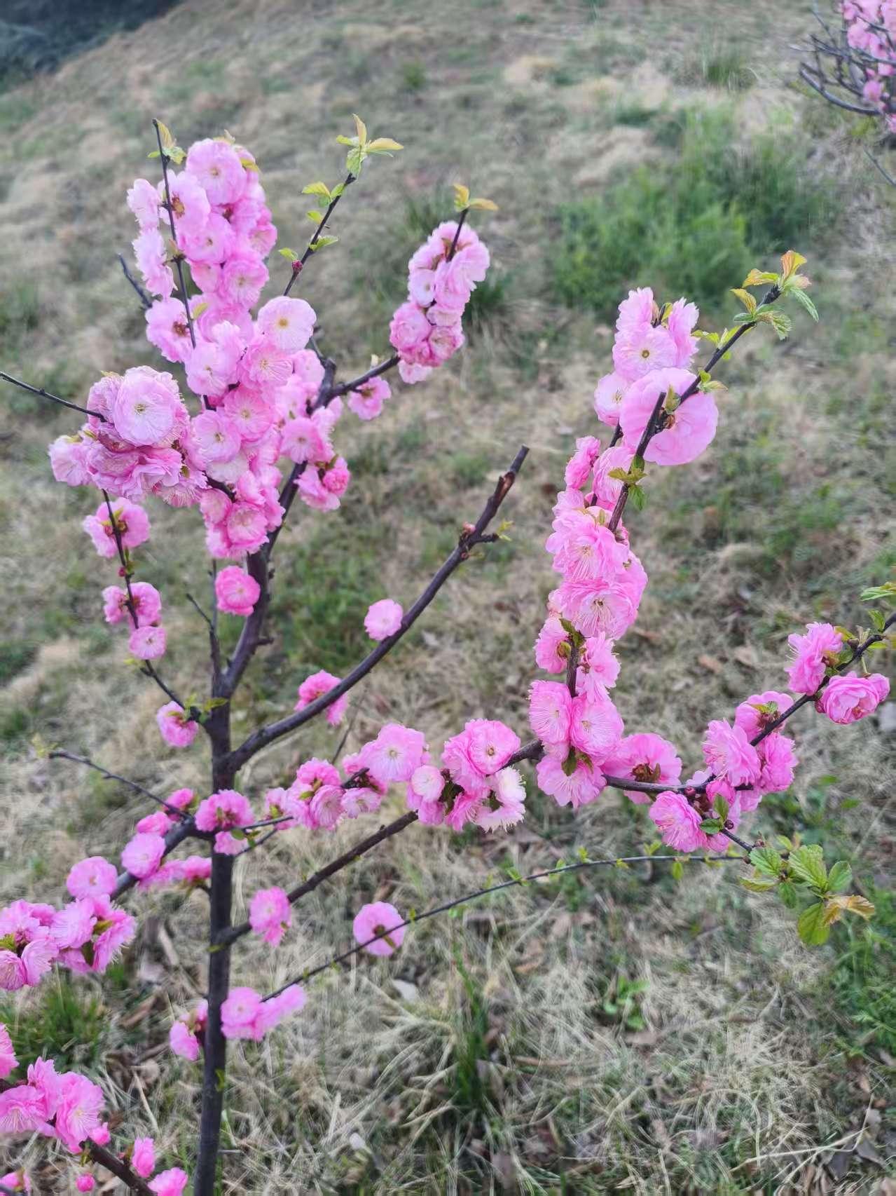 城市小区养狗有哪些害处?
城市小区空间狭窄，人员密集，不适合养狗。
养狗的坏处：