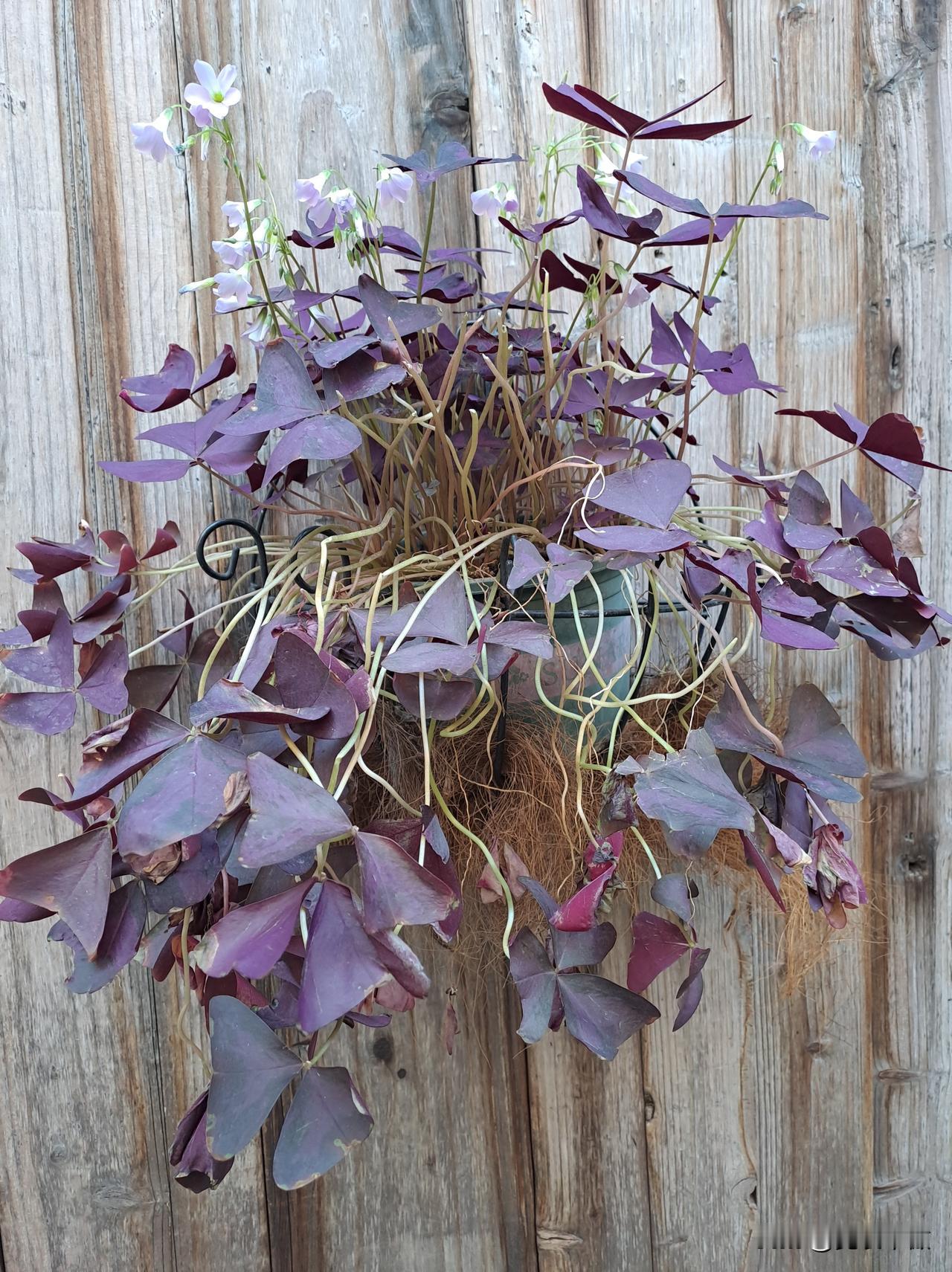 晒图笔记大赛挂在壁上的紫色盆景