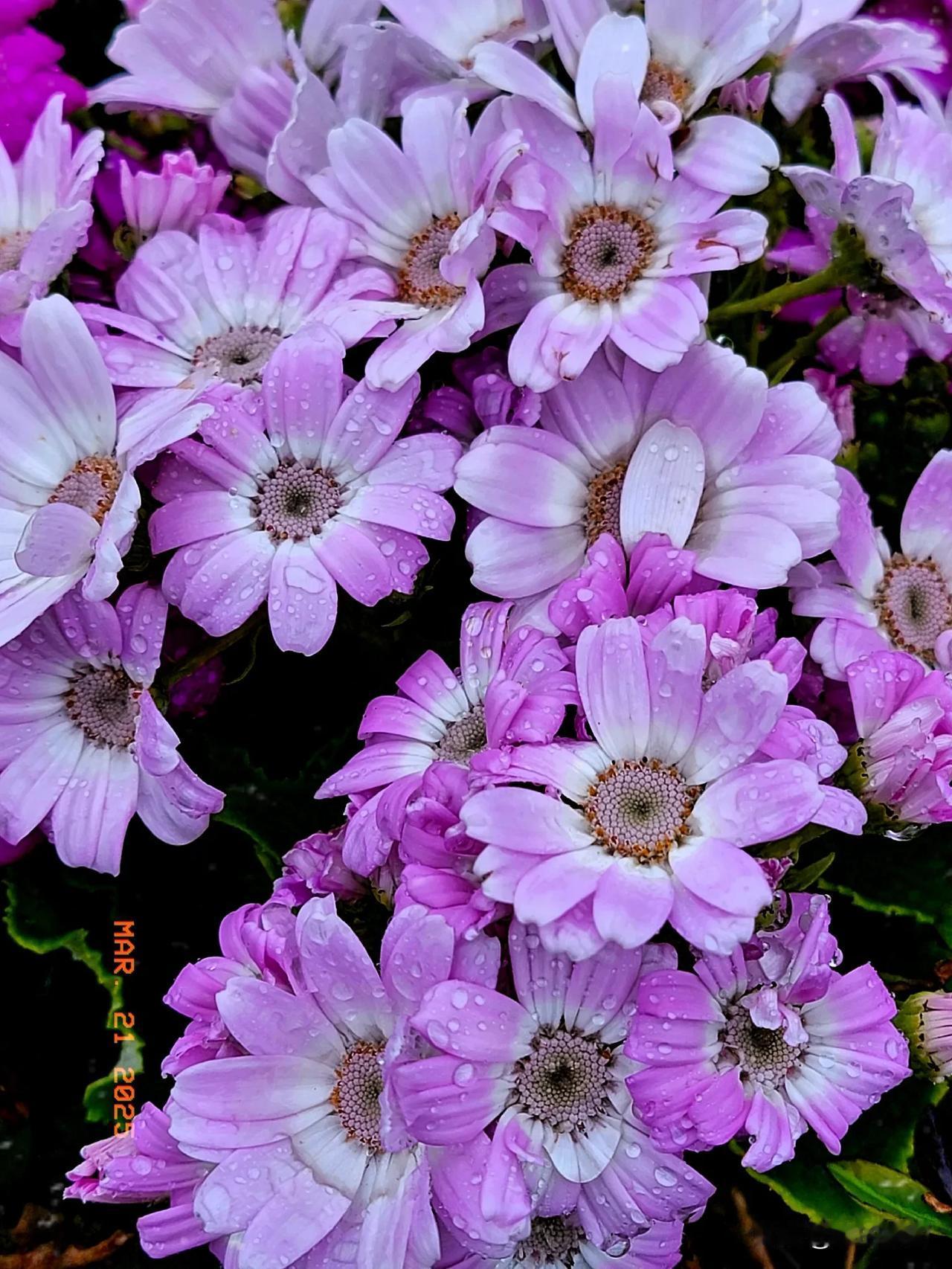 春花烂漫