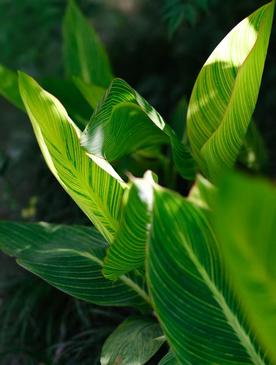 真心话茶局