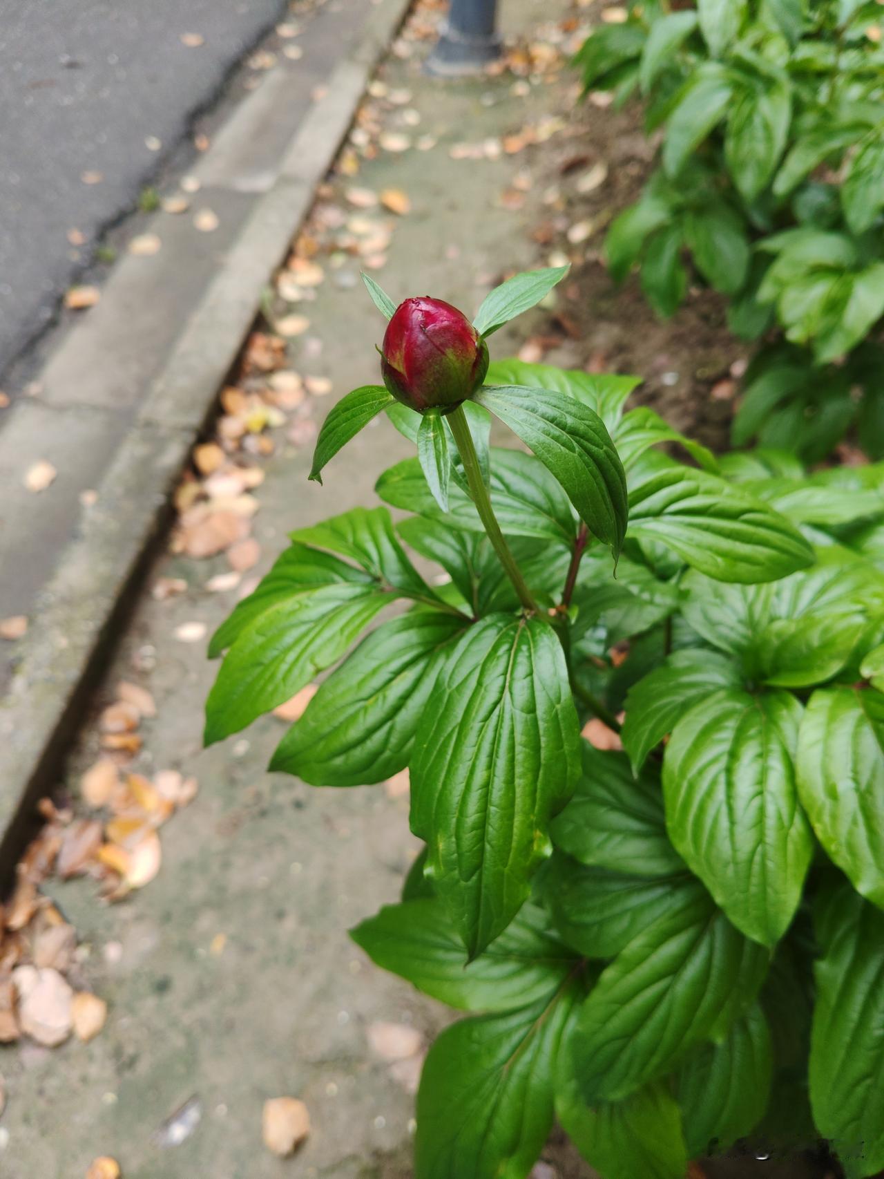 随拍绿色植物🌱即将开放的牡丹。