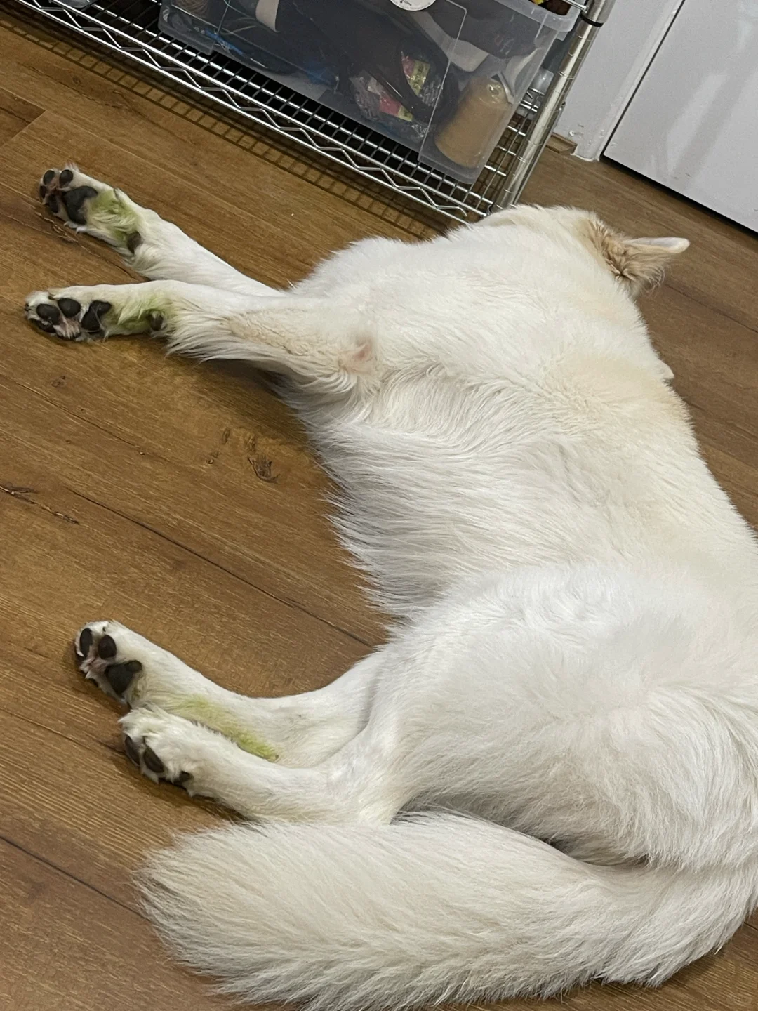 绿了 狗脚绿了