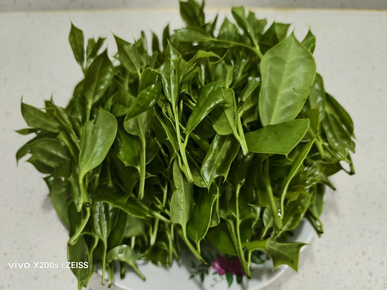 晒图笔记大赛老鼠刺嫩芽：大院内种有一棵老鼠刺树，今天我观察上面长出了不少的嫩芽，