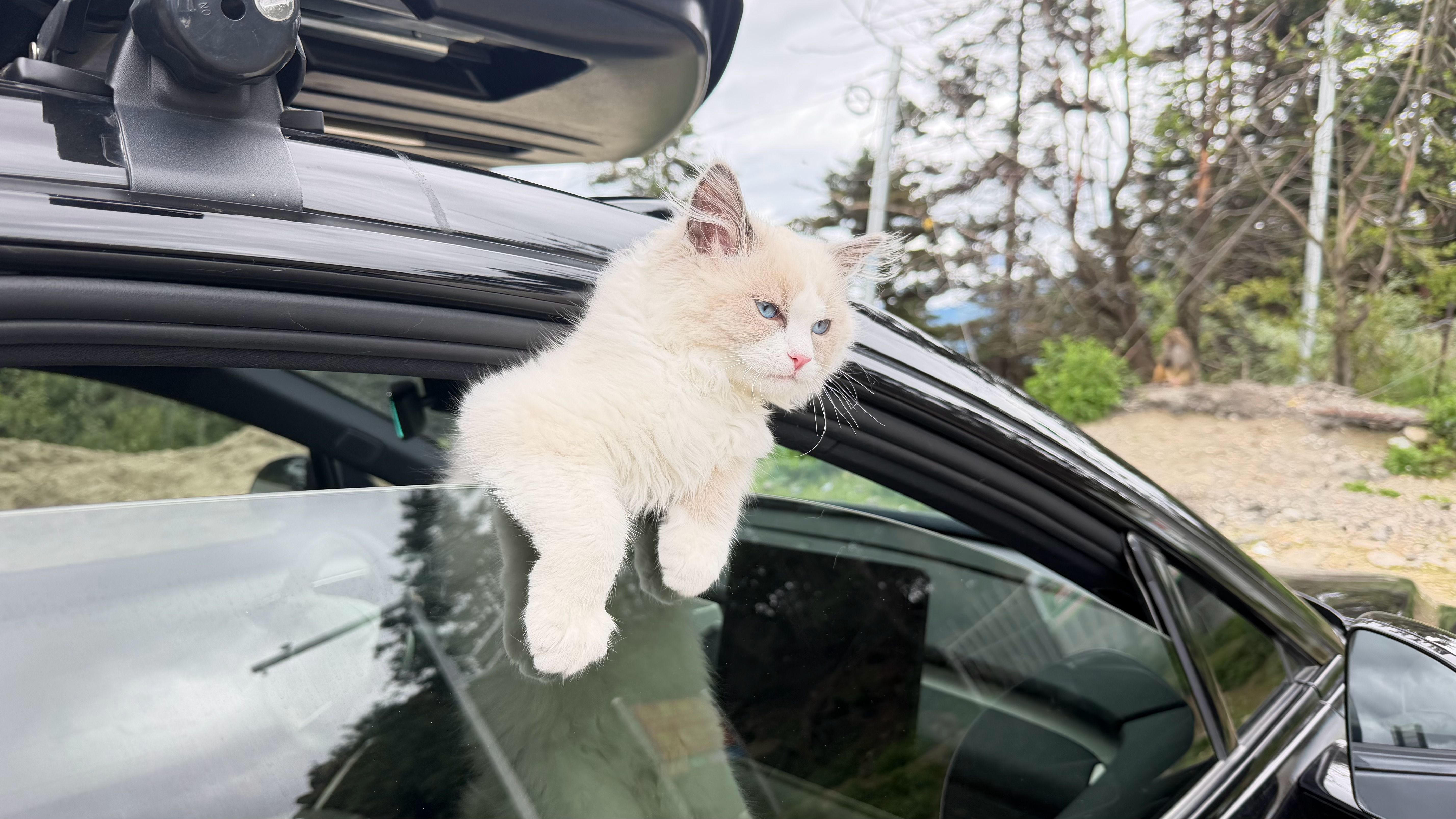我家的猫也太能生了，我出来旅行还没俩月，带出来的这个都还是小猫呢又给我生了三个，