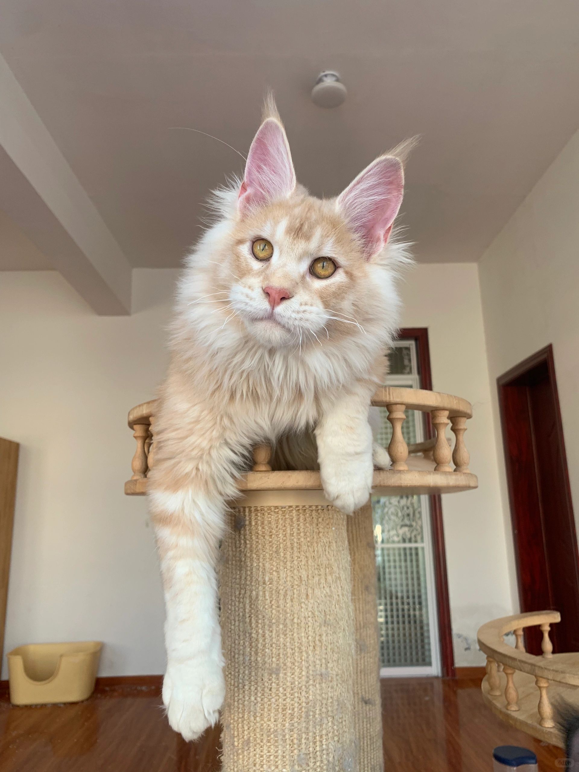 温柔的巨人缅因猫猫香啊